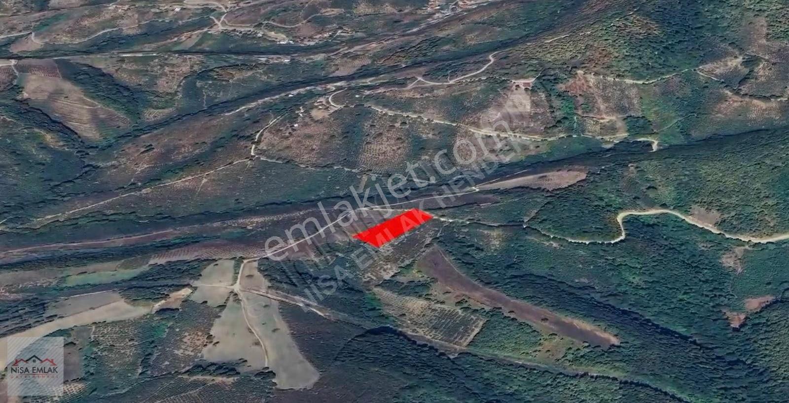 Bıçkıatik Te Yola Cepheli Verimli Fındık Tarlası - Görsel 12