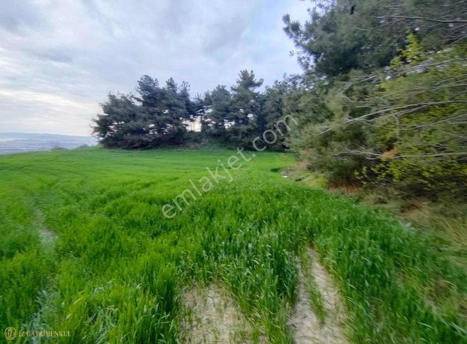 Çanakkale Merkez Sarıcaeli Köyünde Satılık Tarla - Görsel 6