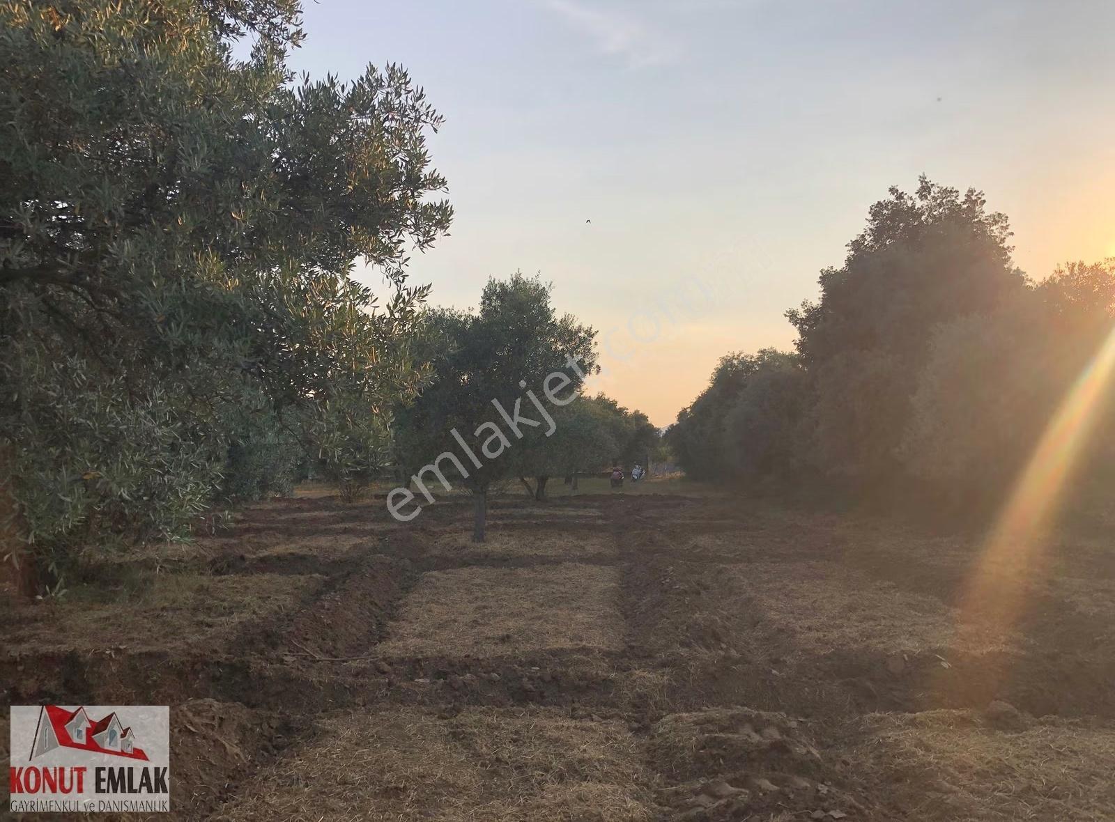 Aydın Nazilli Sultahısar Da Satılık 623 M2 Imarlı Arsa - Görsel 25