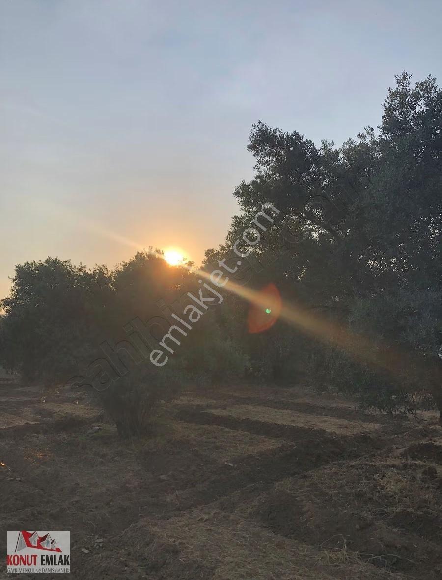 Aydın Nazilli Sultahısar Da Satılık 623 M2 Imarlı Arsa - Görsel 21