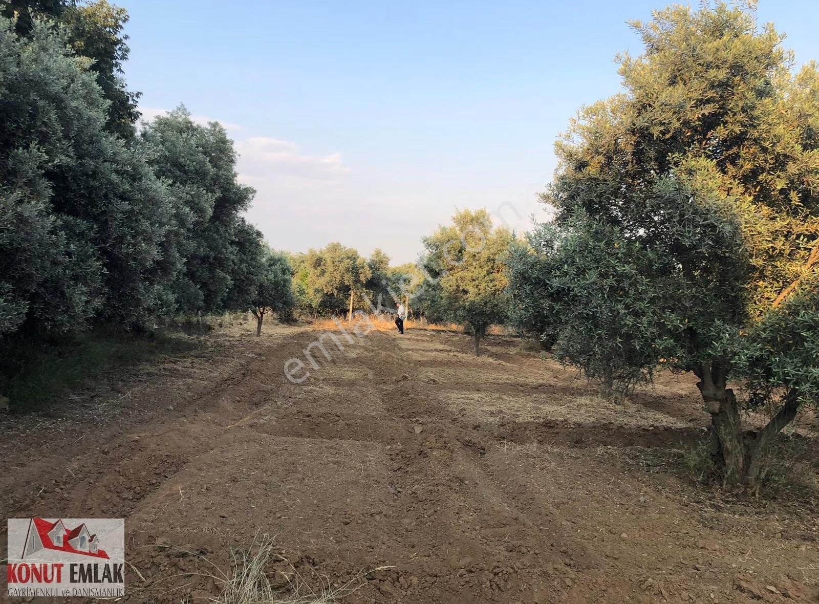 Aydın Nazilli Sultahısar Da Satılık 623 M2 Imarlı Arsa - Görsel 29
