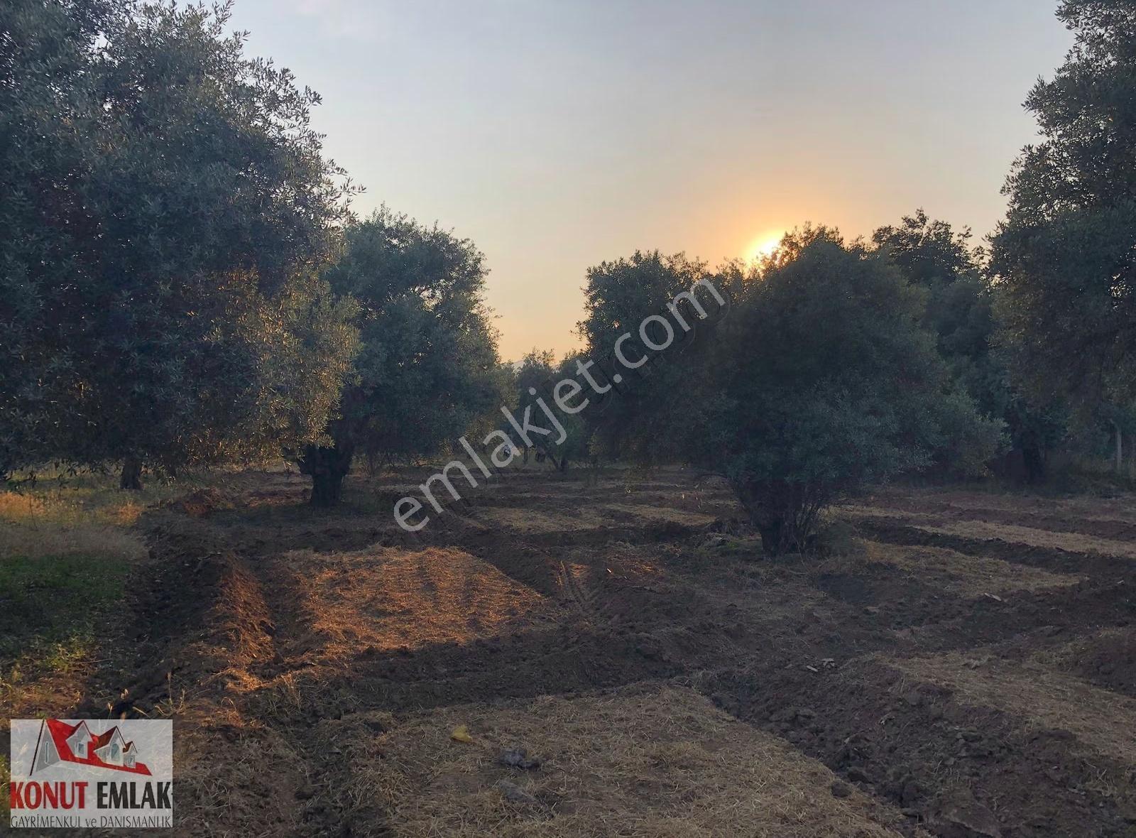 Aydın Nazilli Sultahısar Da Satılık 623 M2 Imarlı Arsa - Görsel 14