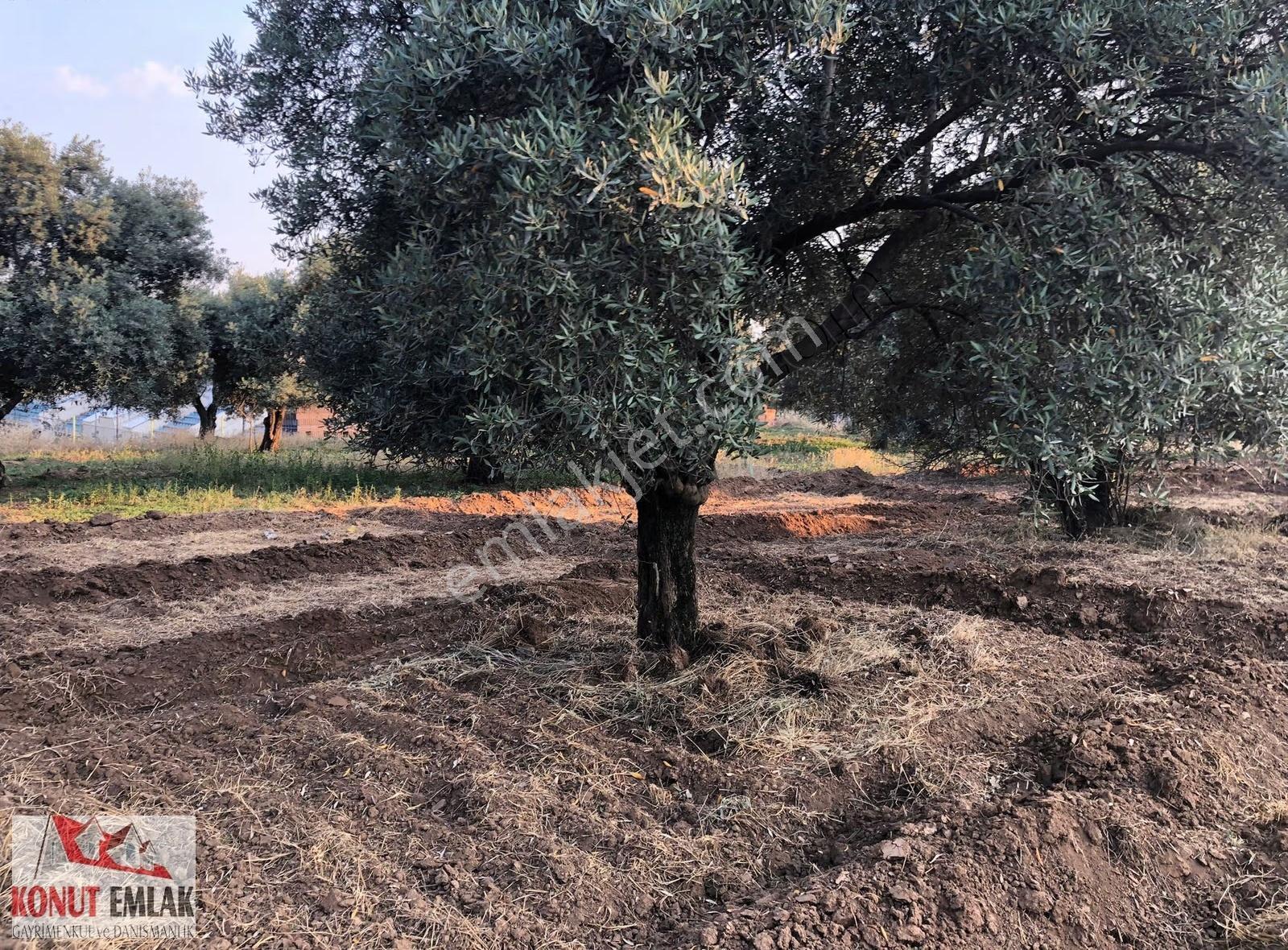 Aydın Nazilli Sultahısar Da Satılık 623 M2 Imarlı Arsa - Görsel 12