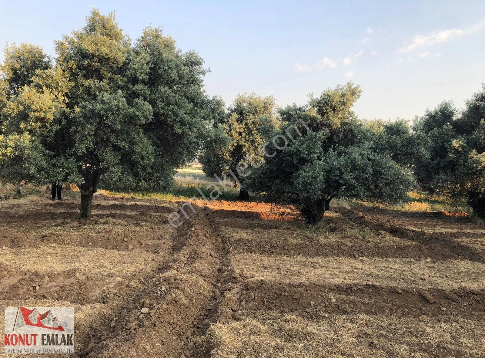 Aydın Nazilli Sultahısar Da Satılık 623 M2 Imarlı Arsa - Görsel 24