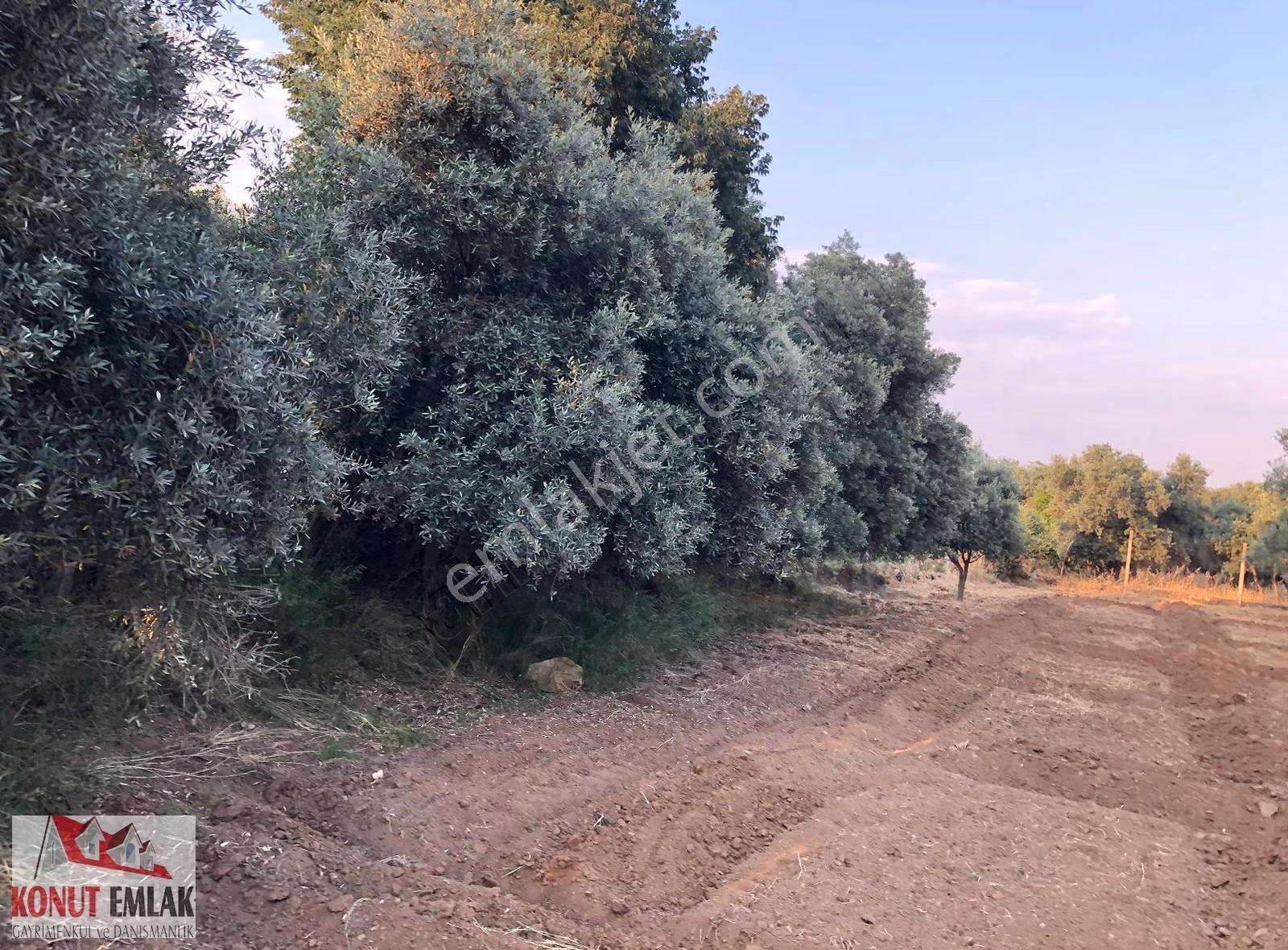 Aydın Nazilli Sultahısar Da Satılık 623 M2 Imarlı Arsa - Görsel 5