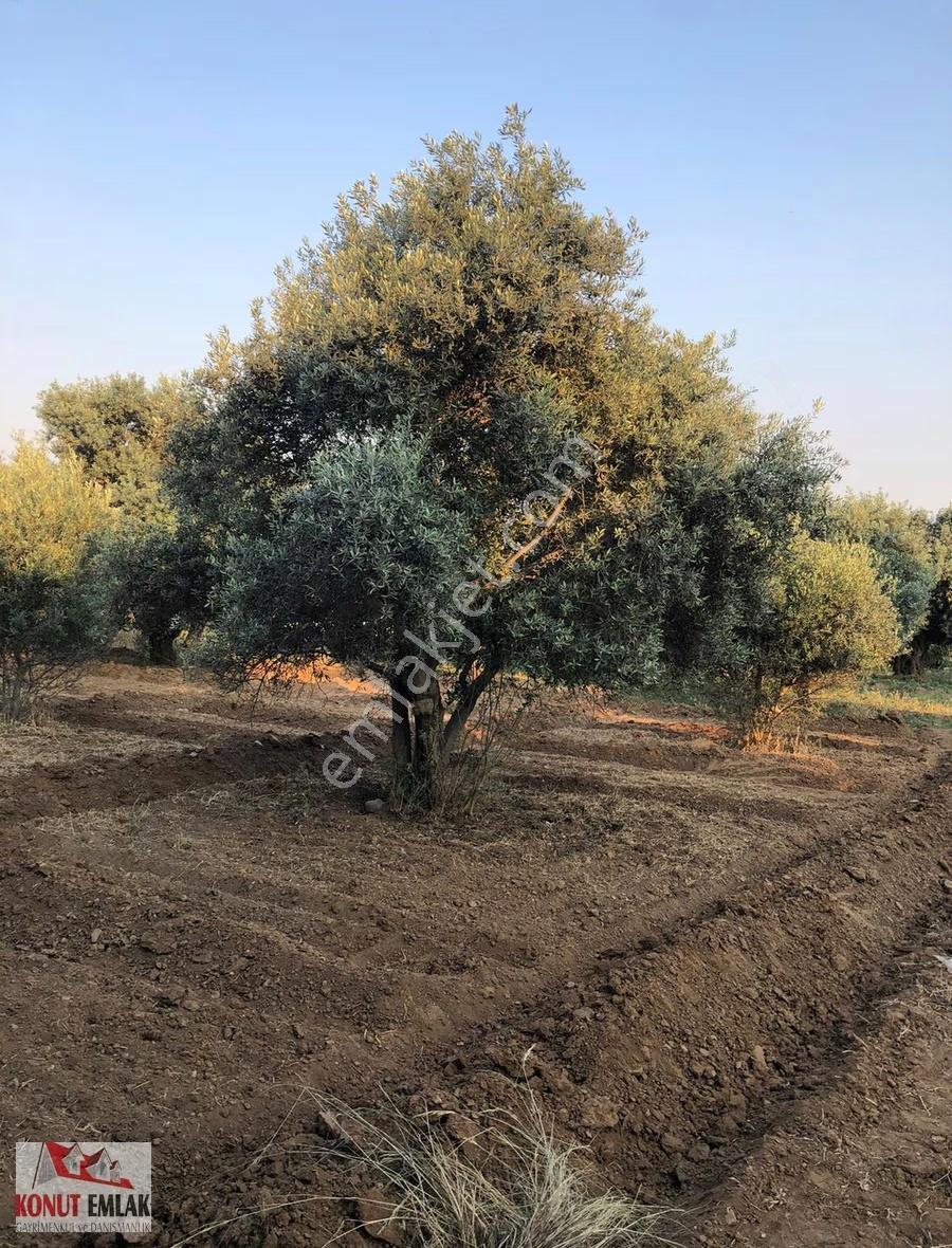 Aydın Nazilli Sultahısar Da Satılık 623 M2 Imarlı Arsa - Görsel 16