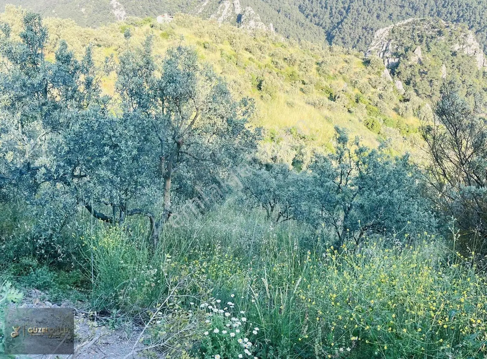 Osmaneli Orhaniye'de Zeytin Bahçesi Bu Paraya Yok - Görsel 5