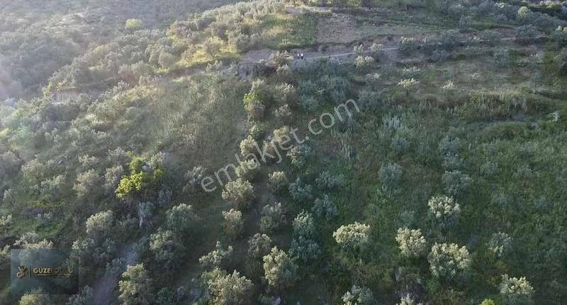 Osmaneli Orhaniye'de Zeytin Bahçesi Bu Paraya Yok - Görsel 8