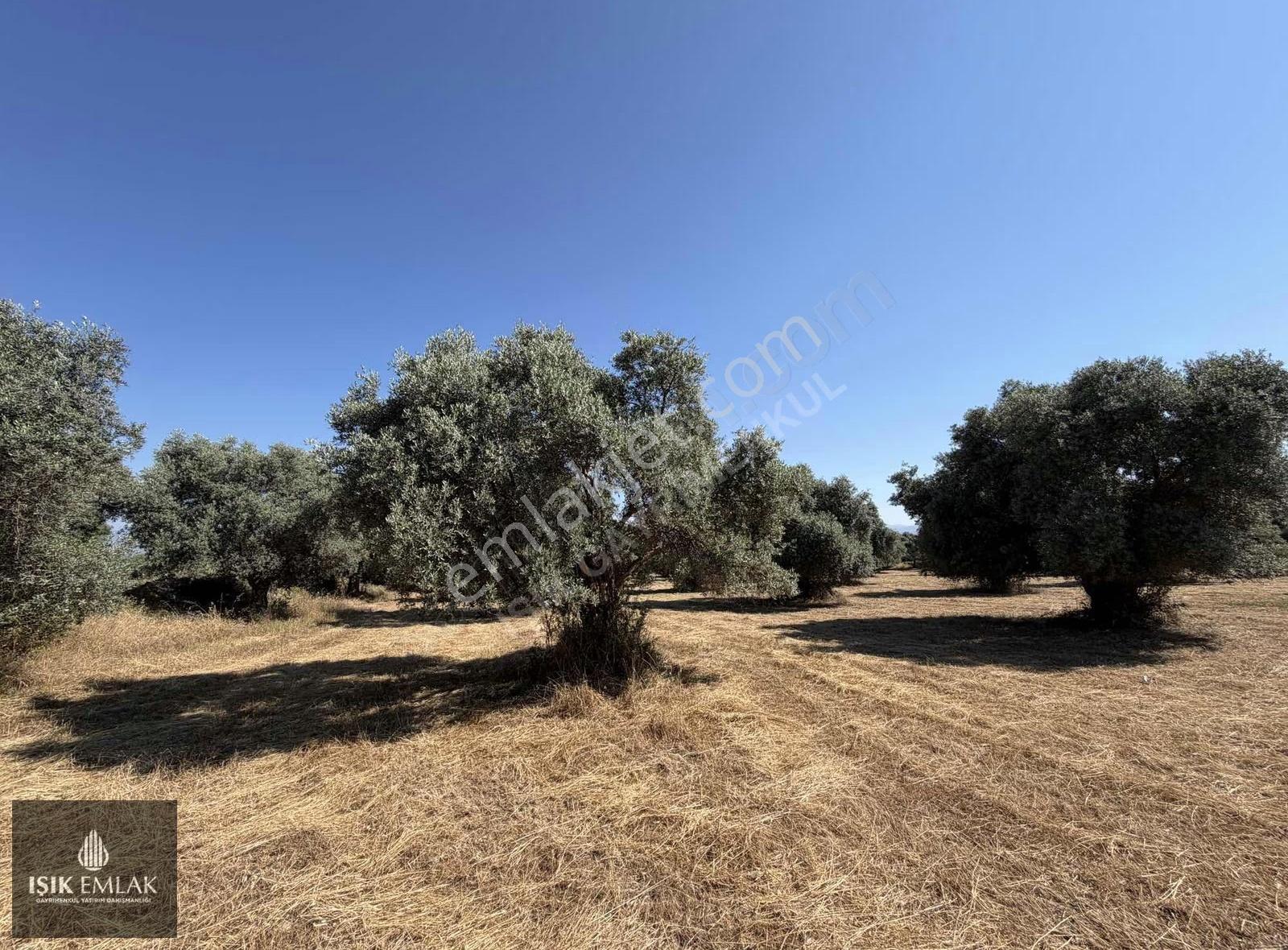 Işık Gayrimenkul'den Satılık Çevreyolu Cepheli 4515 M2 Arsa - Görsel 2