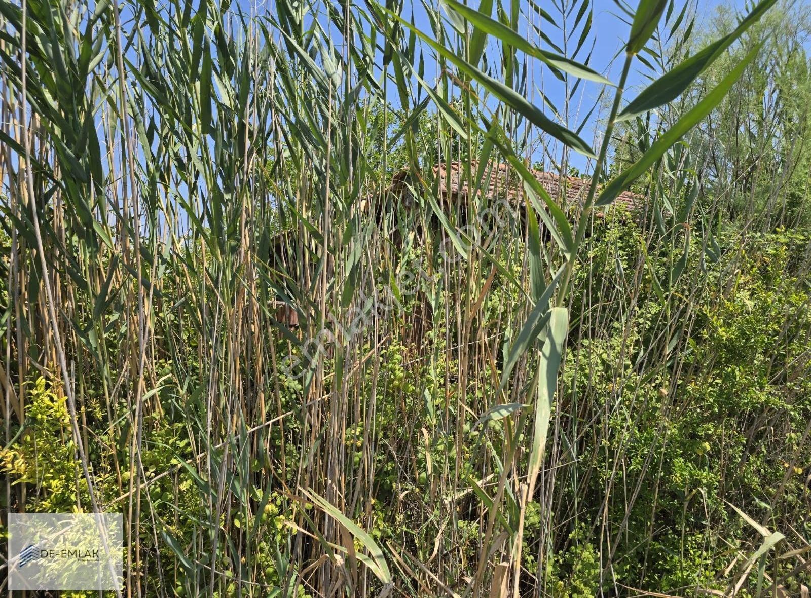 Köyceğiz Gölü'ne Çok Yakın 16.500 M² Müstakil Tapulu Tarla - Görsel 6