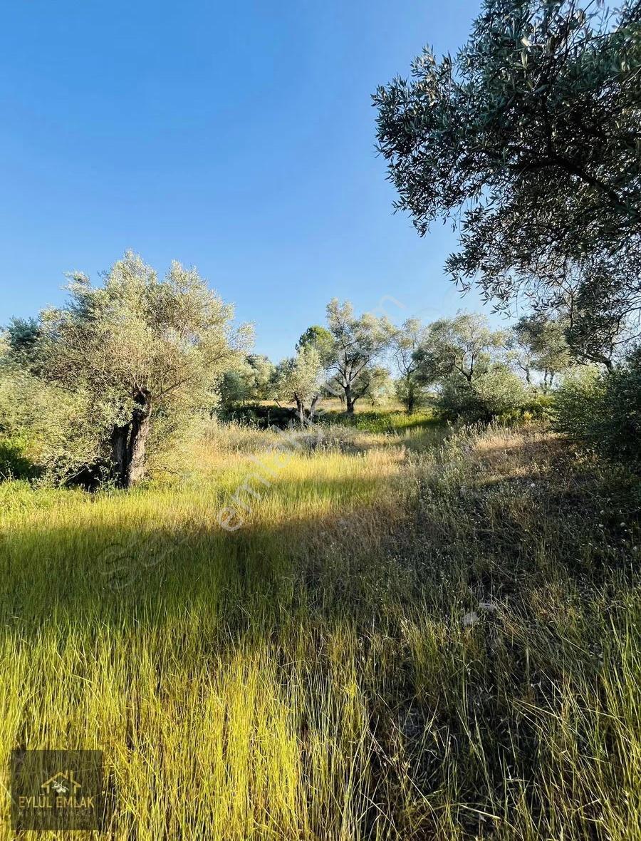 Milas Kısırlar Mahallesi'nde 1.600 Metre² Satılık Tarla - Görsel 3