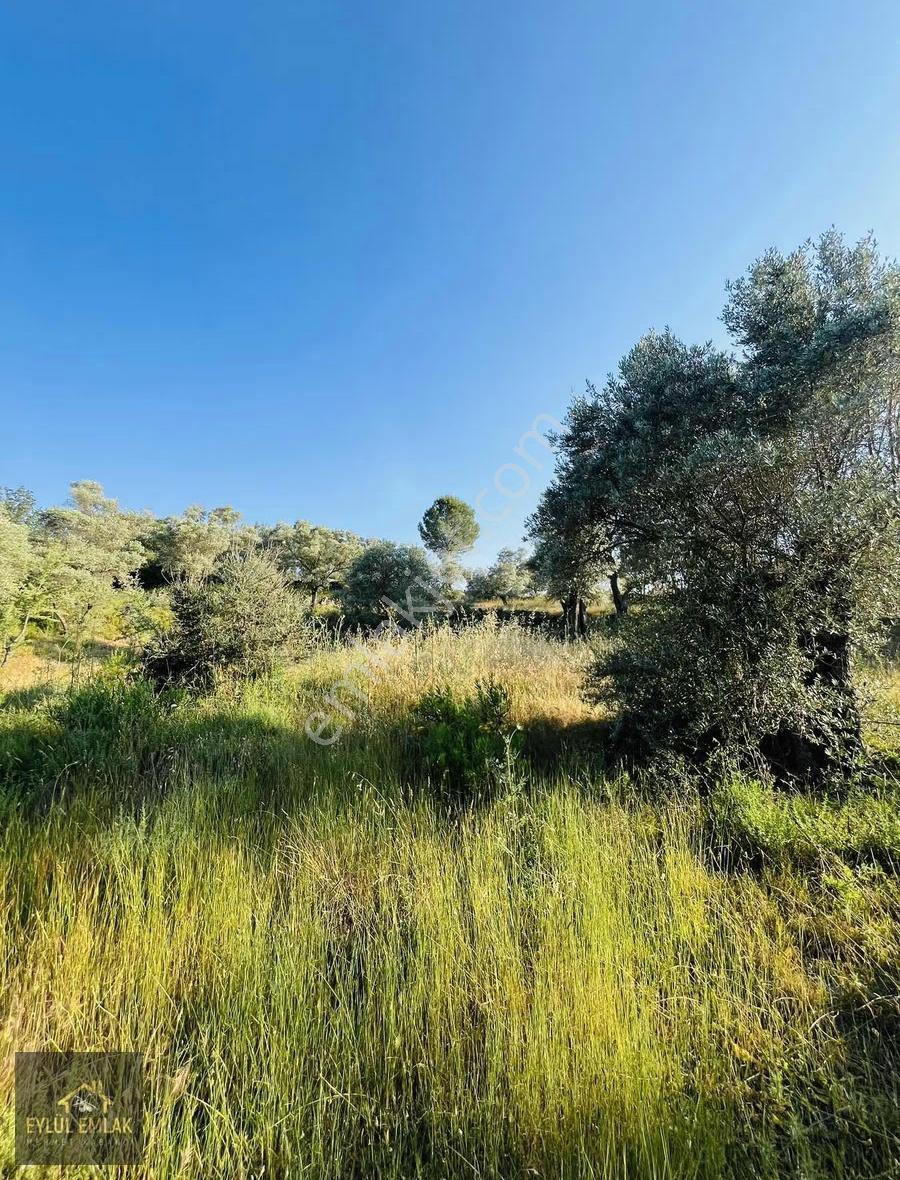 Milas Kısırlar Mahallesi'nde 1.600 Metre² Satılık Tarla - Görsel 13
