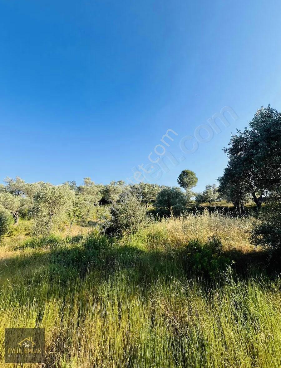 Milas Kısırlar Mahallesi'nde 1.600 Metre² Satılık Tarla - Görsel 5