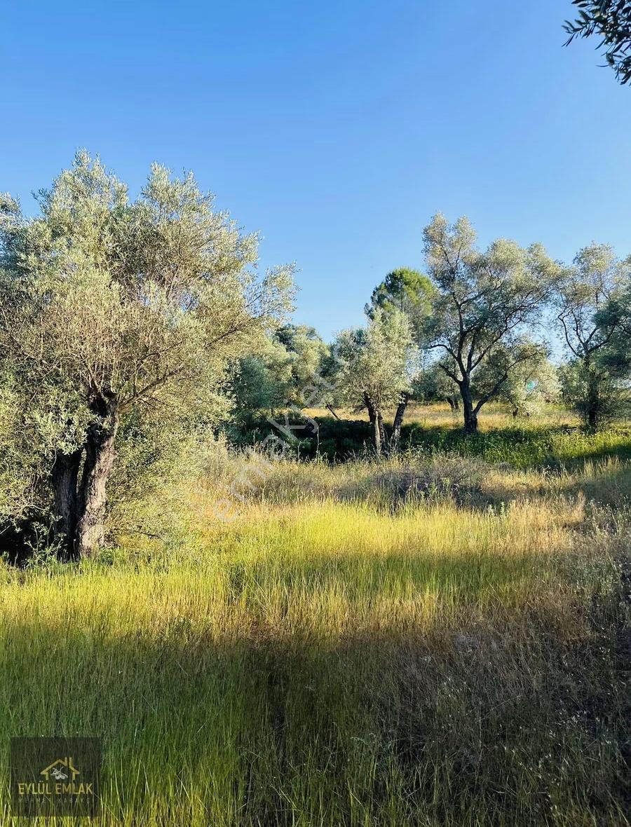 Milas Kısırlar Mahallesi'nde 1.600 Metre² Satılık Tarla - Görsel 11