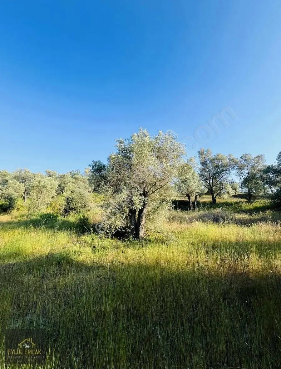 Milas Kısırlar Mahallesi'nde 1.600 Metre² Satılık Tarla - Görsel 15