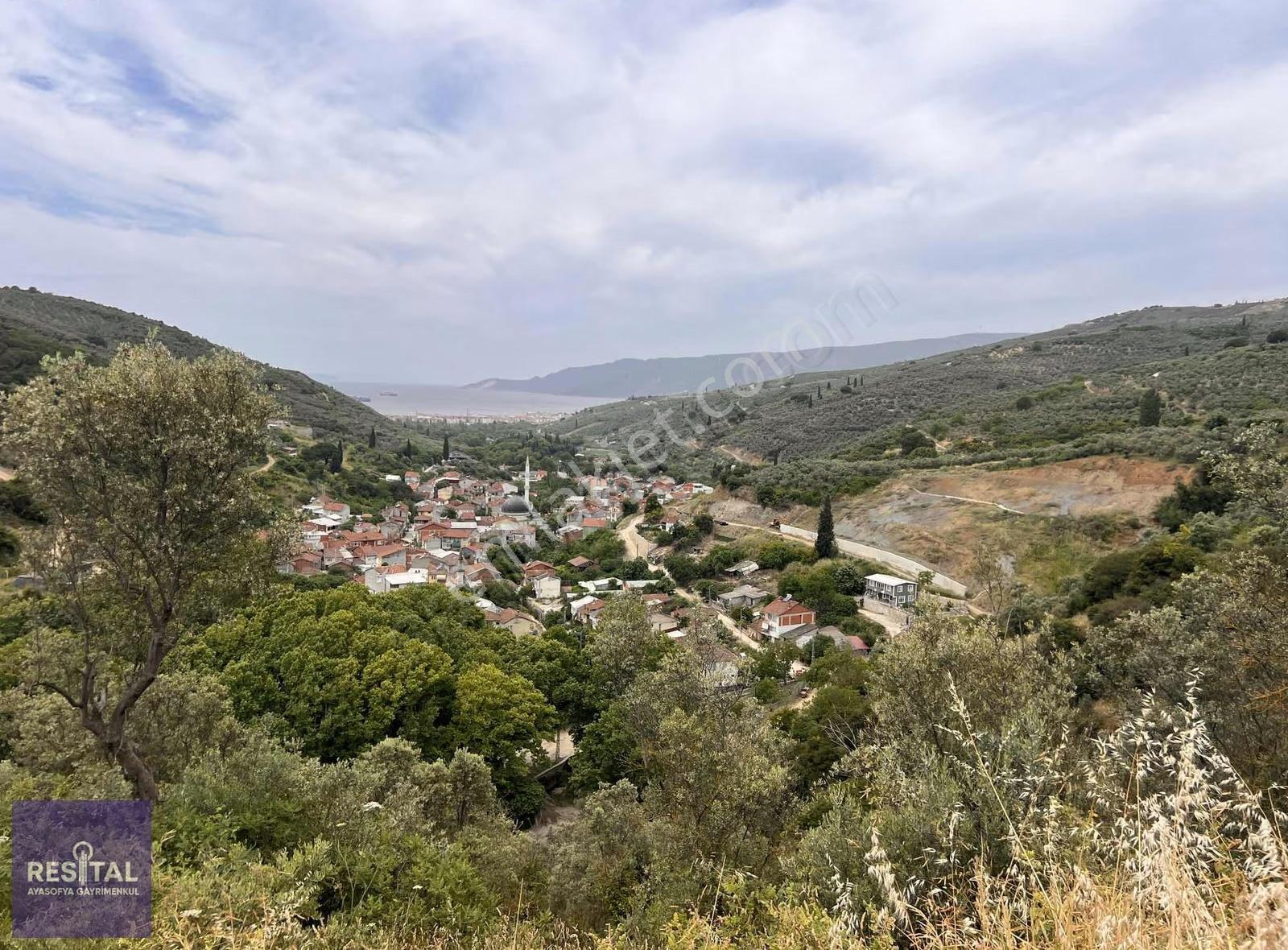 Gemlik Deniz Manzaralı Zeytinlik - Görsel 2