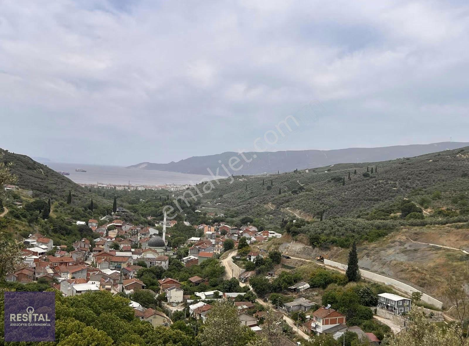 Gemlik Deniz Manzaralı Zeytinlik