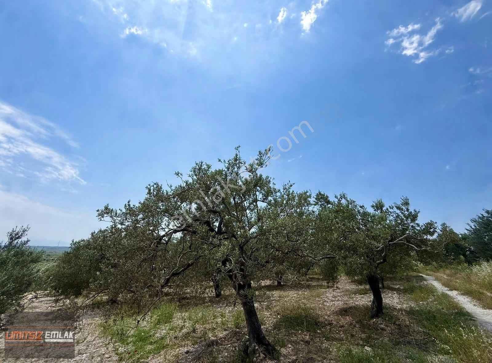 Akhisar Sünnetçilerde | 2537 M2 Zeytinlik | Köy'e 370 Mt Mesafe - Görsel 7