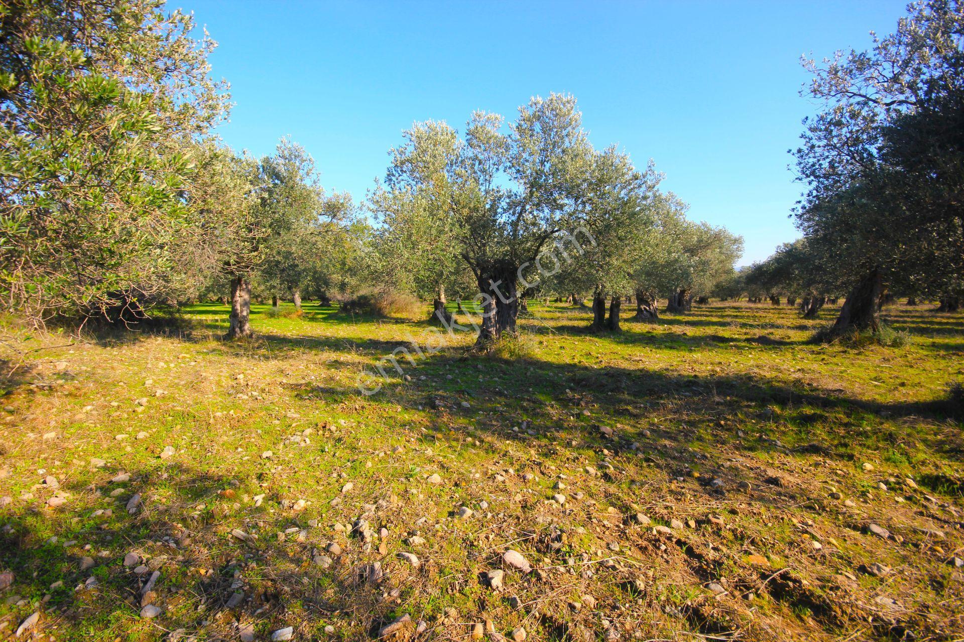 🔴 Aktif'ten Burhaniye Yunus Mahallesinde 993 M2 Verimli Satılık Zeytinlik - Görsel 11