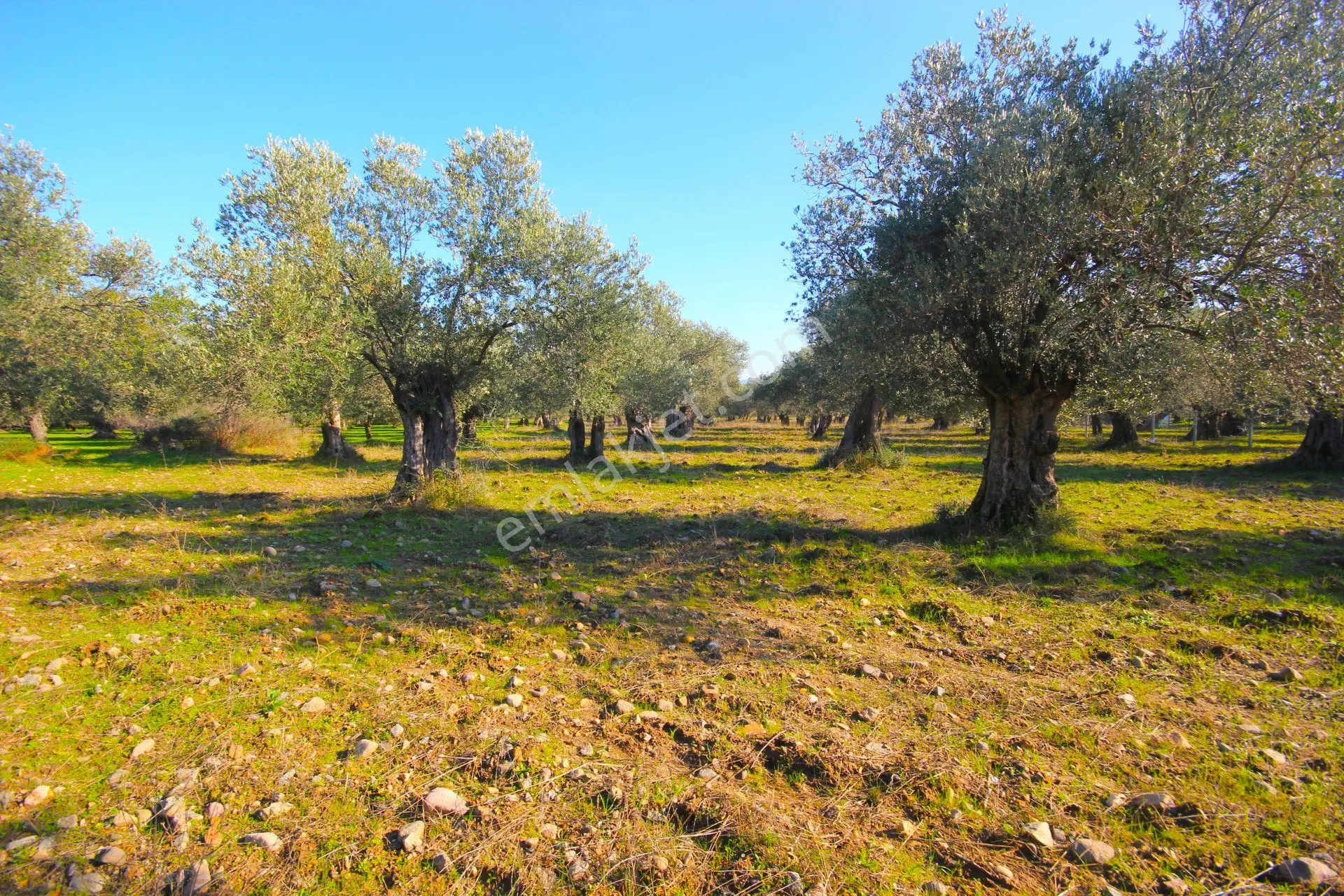 🔴 Aktif'ten Burhaniye Yunus Mahallesinde 993 M2 Verimli Satılık Zeytinlik - Görsel 4