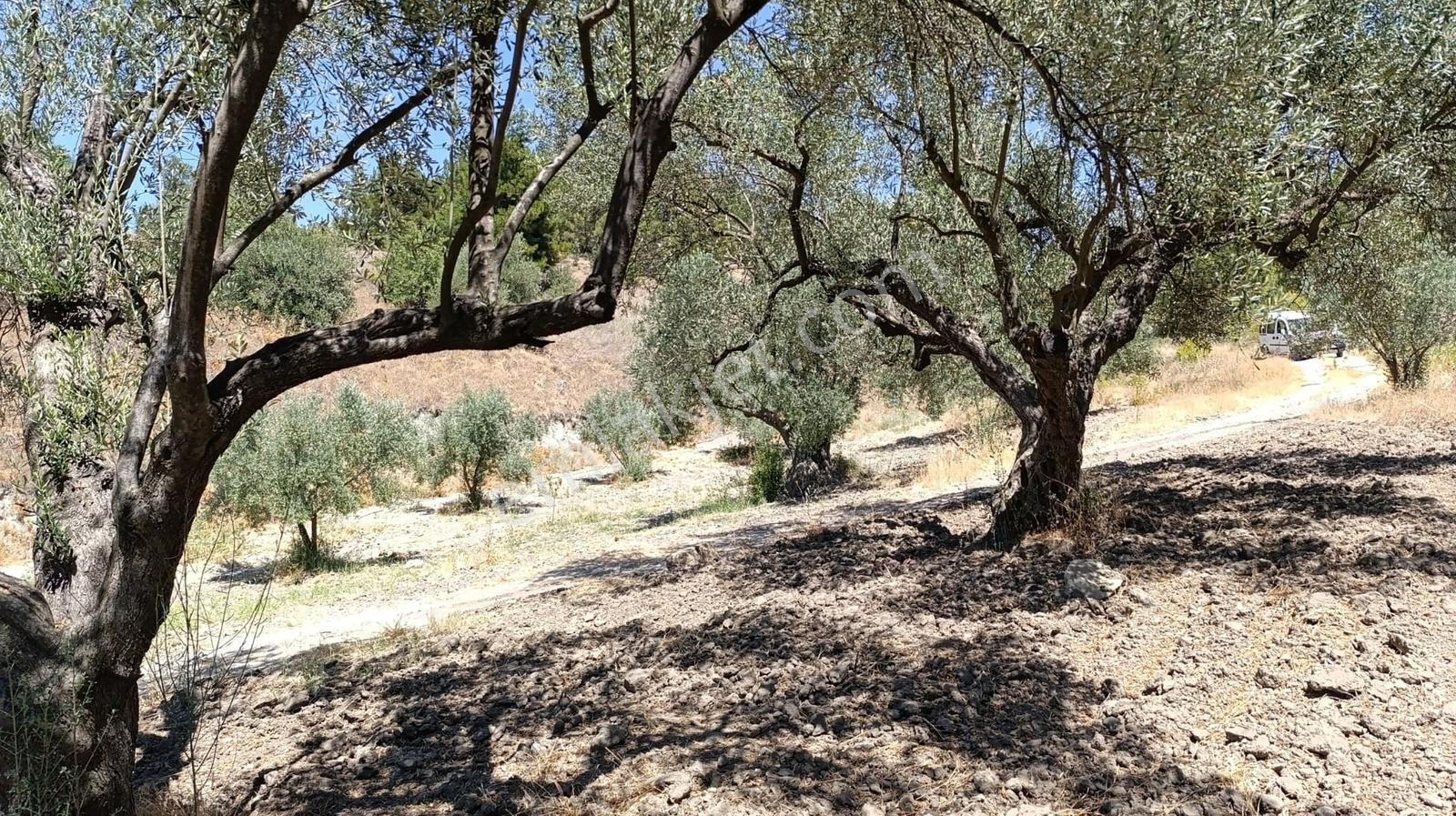 Manisa Saruhanlı Satılık Zeytinlik, İçinde Evi Mevcut - Görsel 5