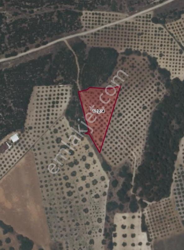 Manisa Merkez Çamköy Satılık Zeytinlik | 3.300 M², 70 Ağaç - Görsel 12