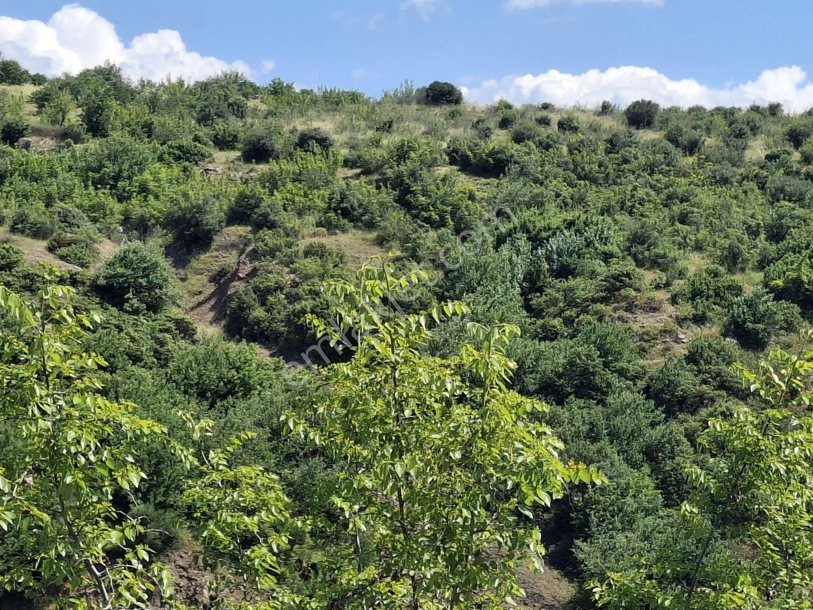 Bayramiç Kazdağları Kurşunlu Köyünde Köyevi - Görsel 5
