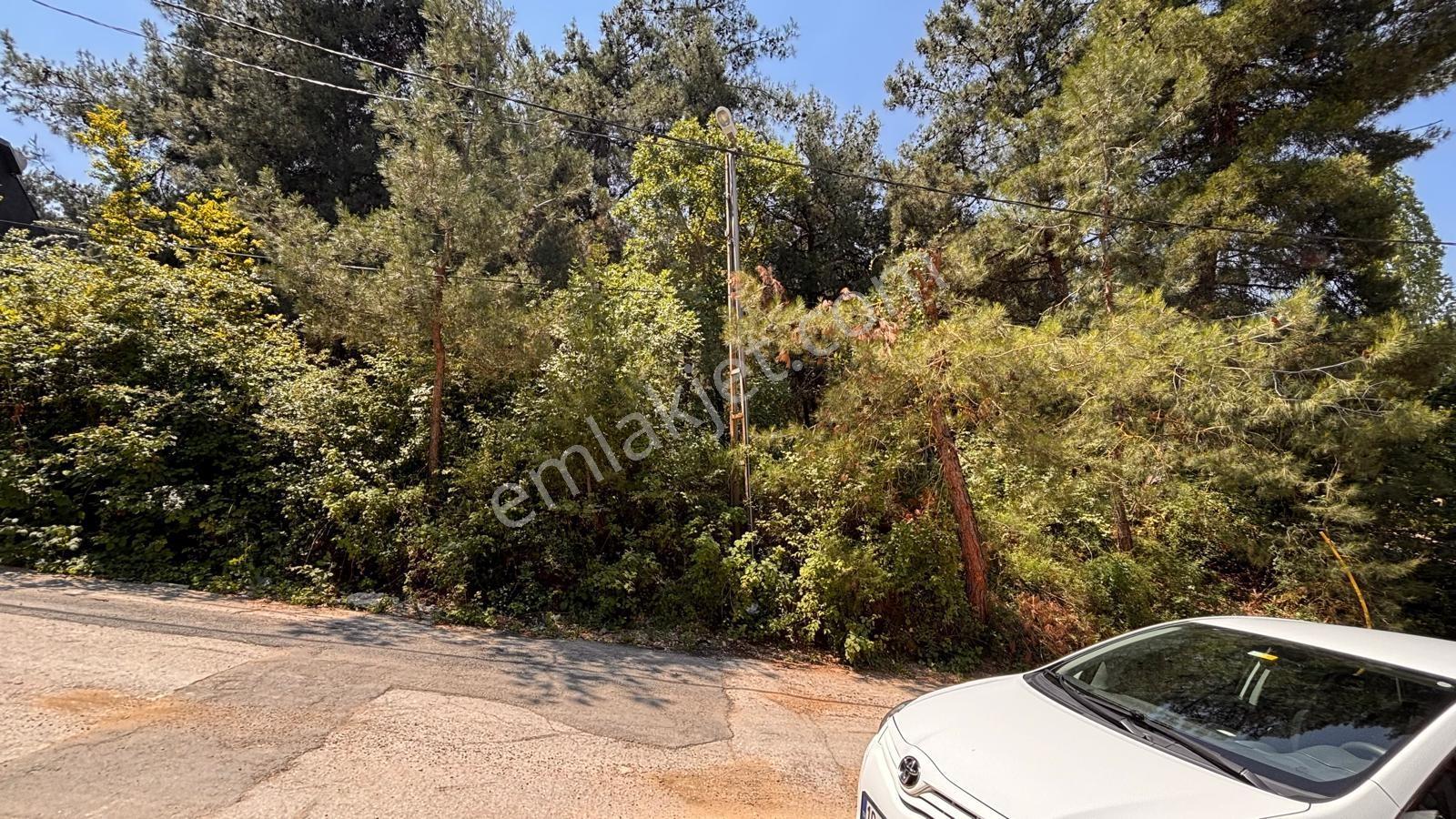 Çalı Gümüşlük Mevkinde Çam Ormanı Dibinde Villa İmarlı Arazi - Görsel 6