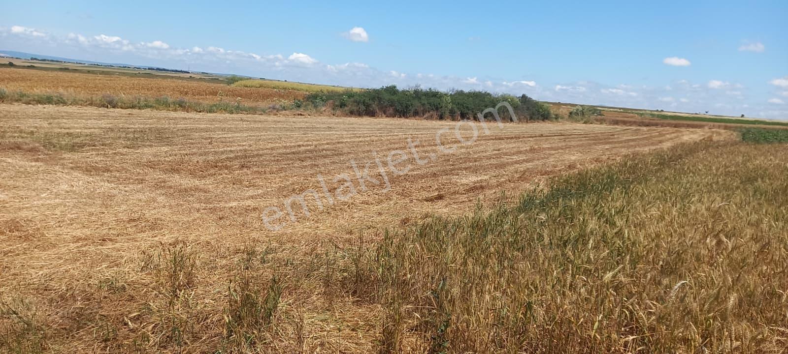 Tekirdağ Saray Sinanlı Merasında 1.583 M² Bağ Yeri Tek Tapu - Görsel 6