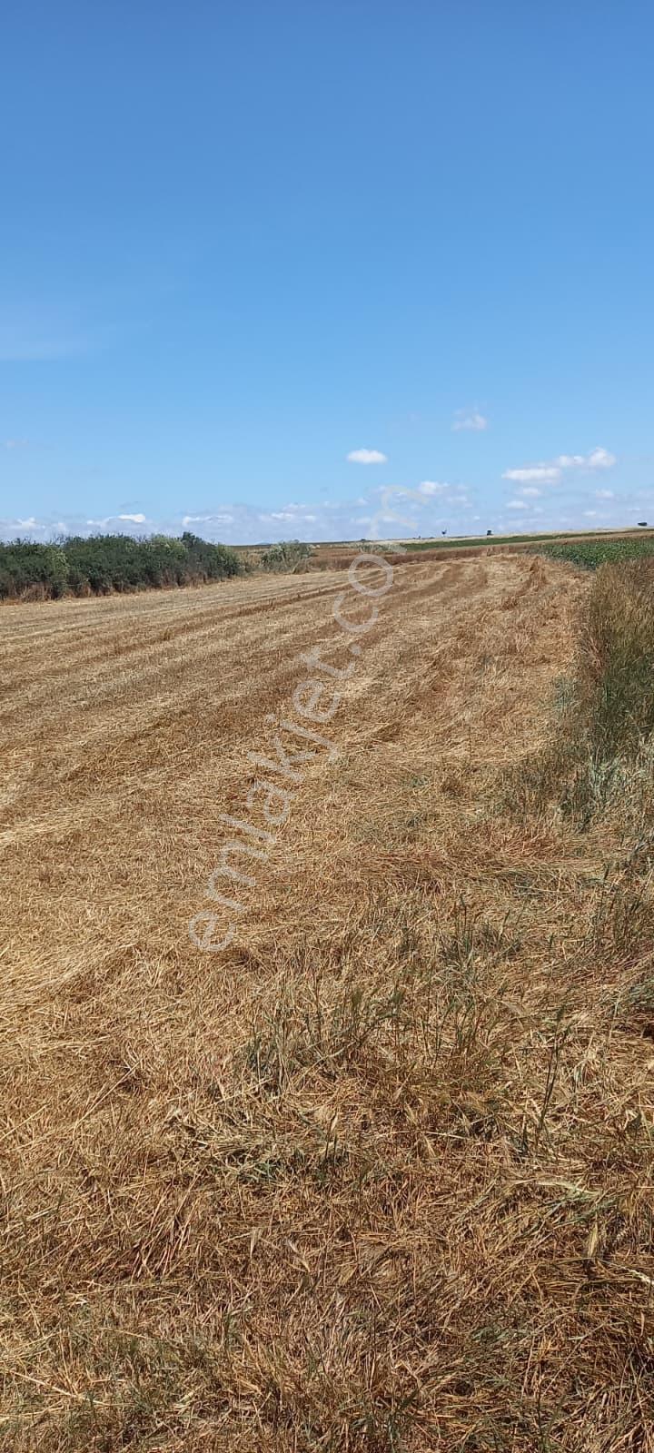 Tekirdağ Saray Sinanlı Merasında 1.583 M² Bağ Yeri Tek Tapu - Görsel 7