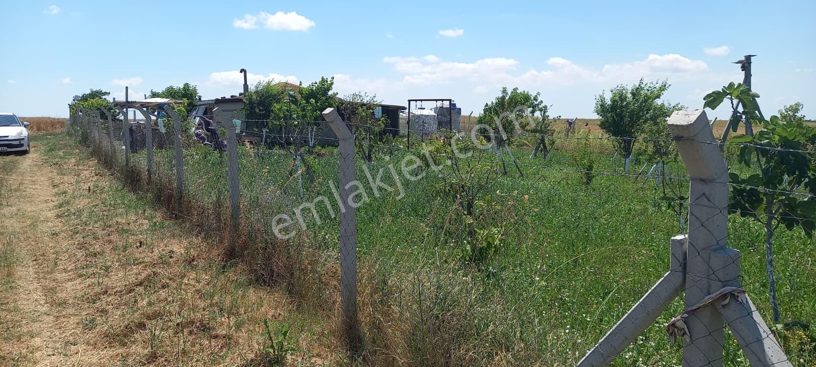 Tekirdağ Saray Sinanlı Merasında 1.583 M² Bağ Yeri Tek Tapu - Görsel 11