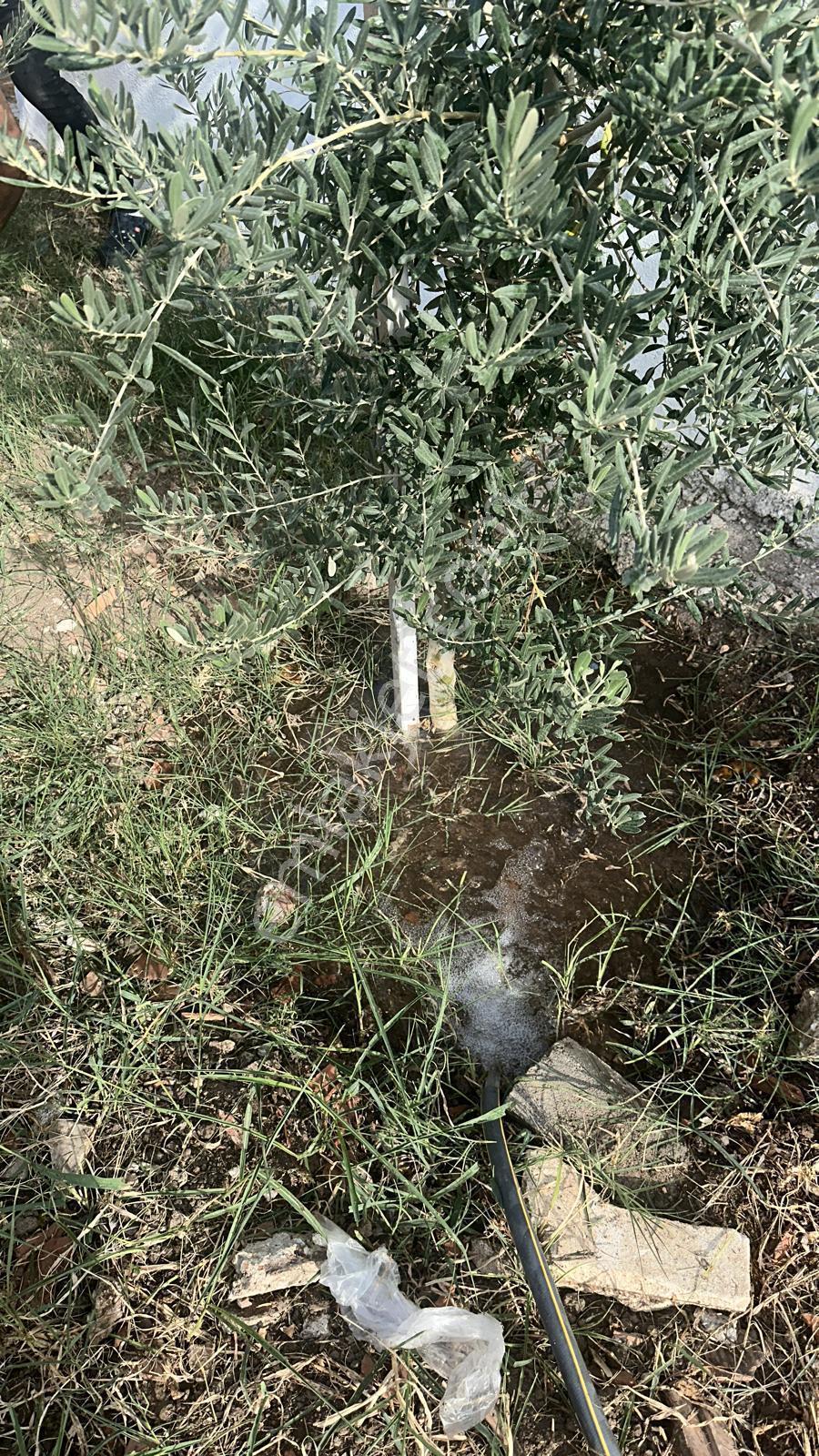 İzmir Urla Balıklıovada Müstakil Satılık Ev - Görsel 7