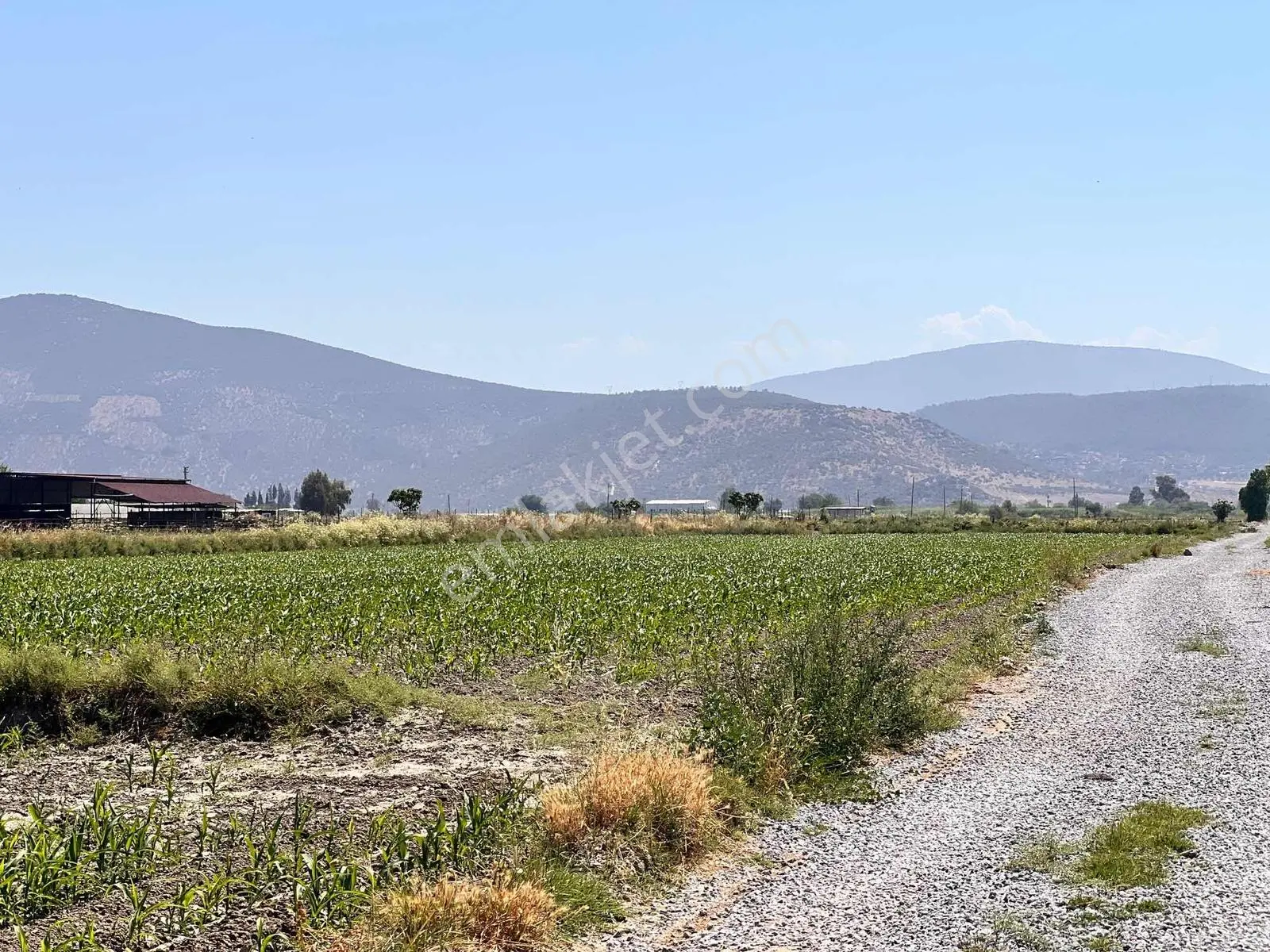 Milas Avşar Mah. Satılık 1.705 M2 Tarla