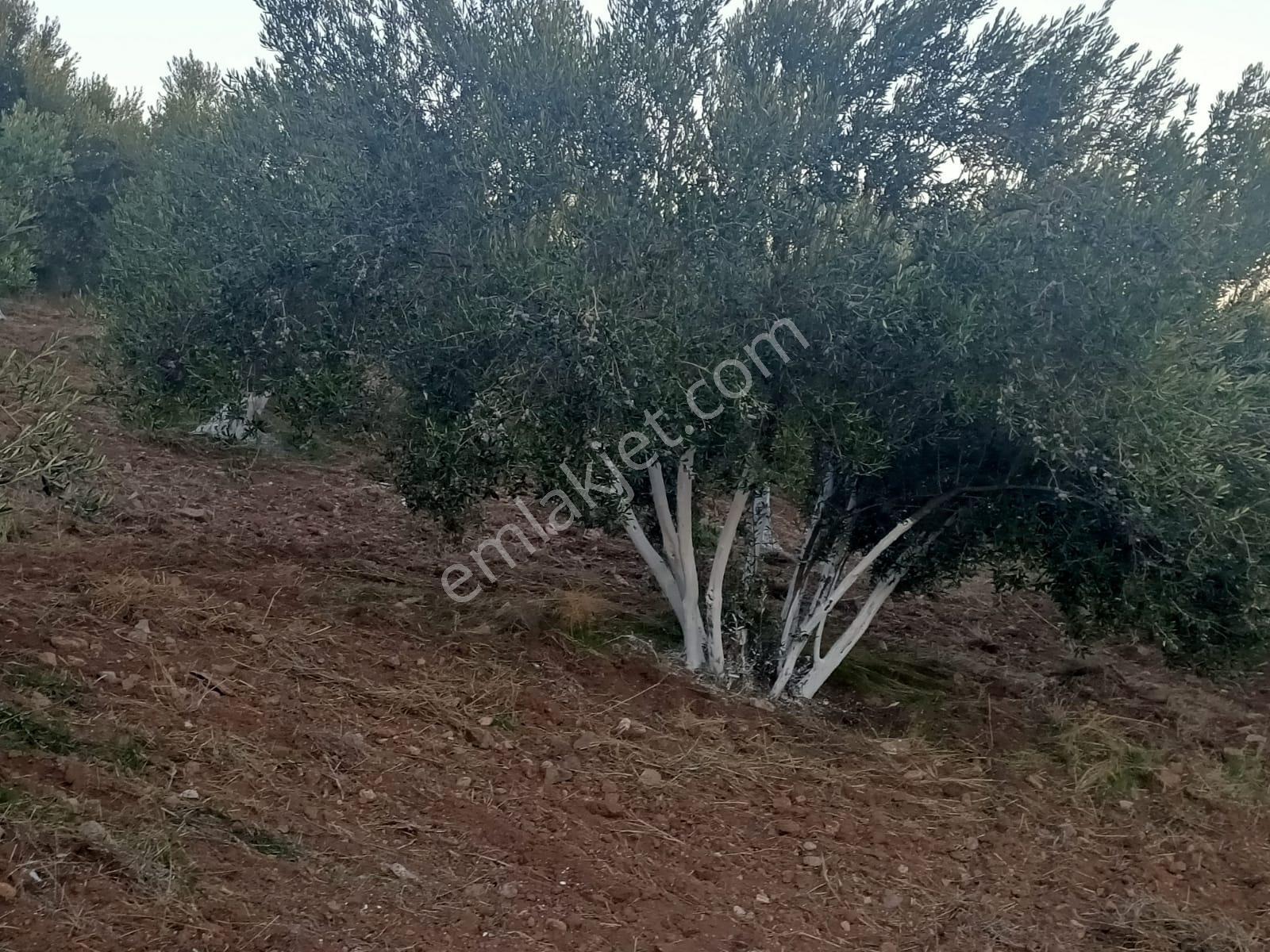 Geyikli Ve Sahile Yakın Çakırınçam Mevkiinde 4.100 M2 Zeytinlik - Görsel 24
