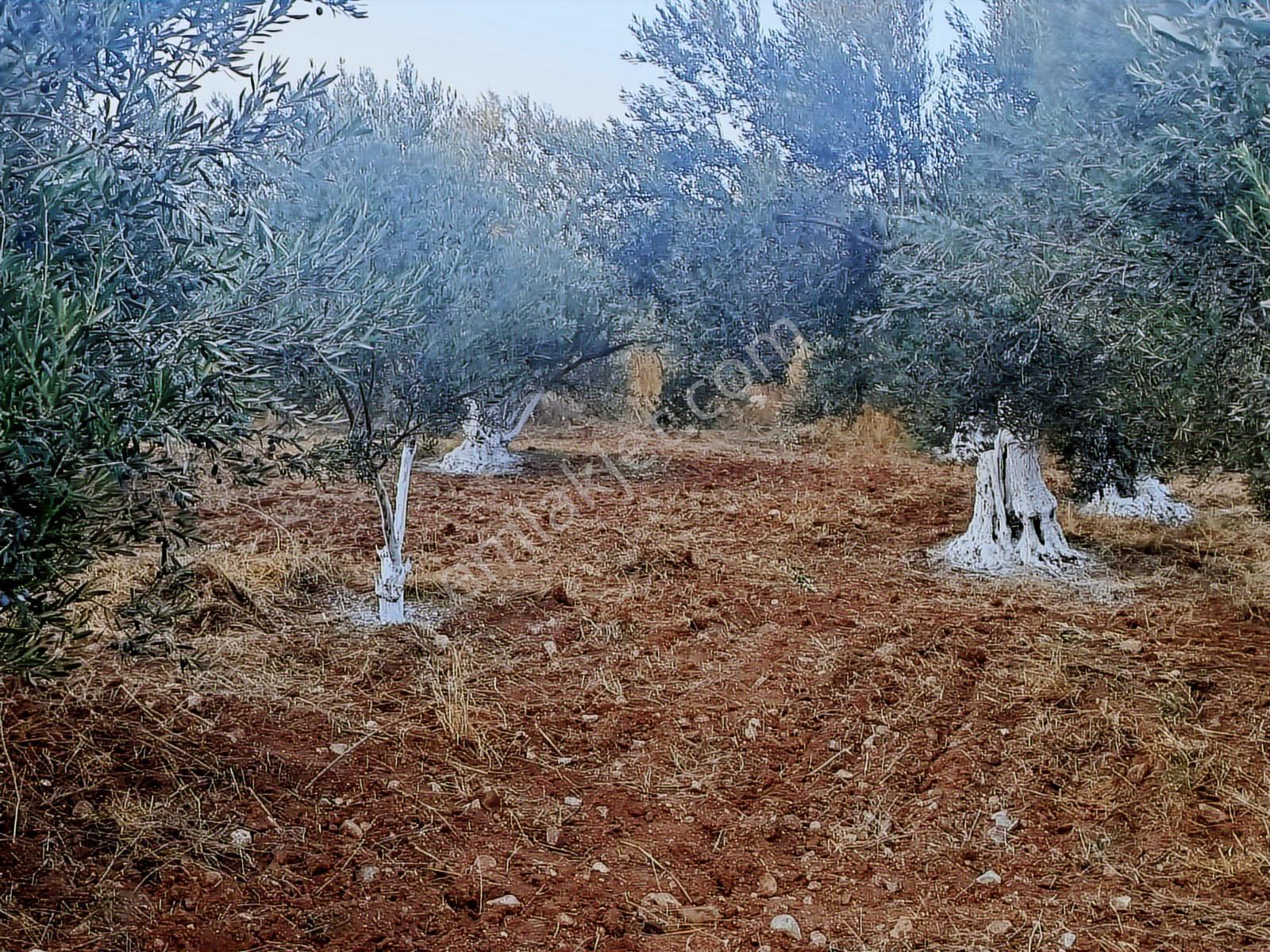 Geyikli Ve Sahile Yakın Çakırınçam Mevkiinde 4.100 M2 Zeytinlik - Görsel 11