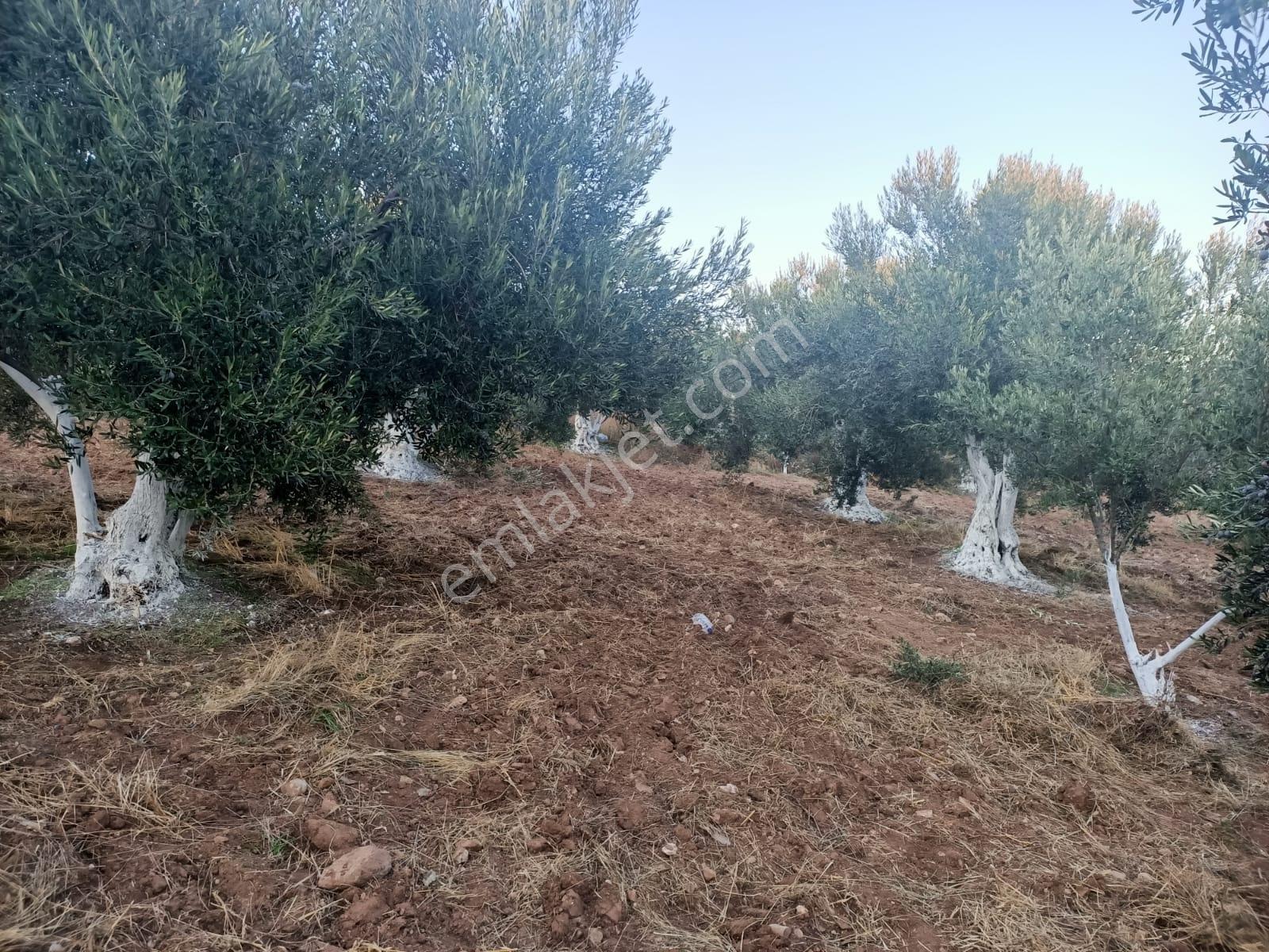 Geyikli Ve Sahile Yakın Çakırınçam Mevkiinde 4.100 M2 Zeytinlik