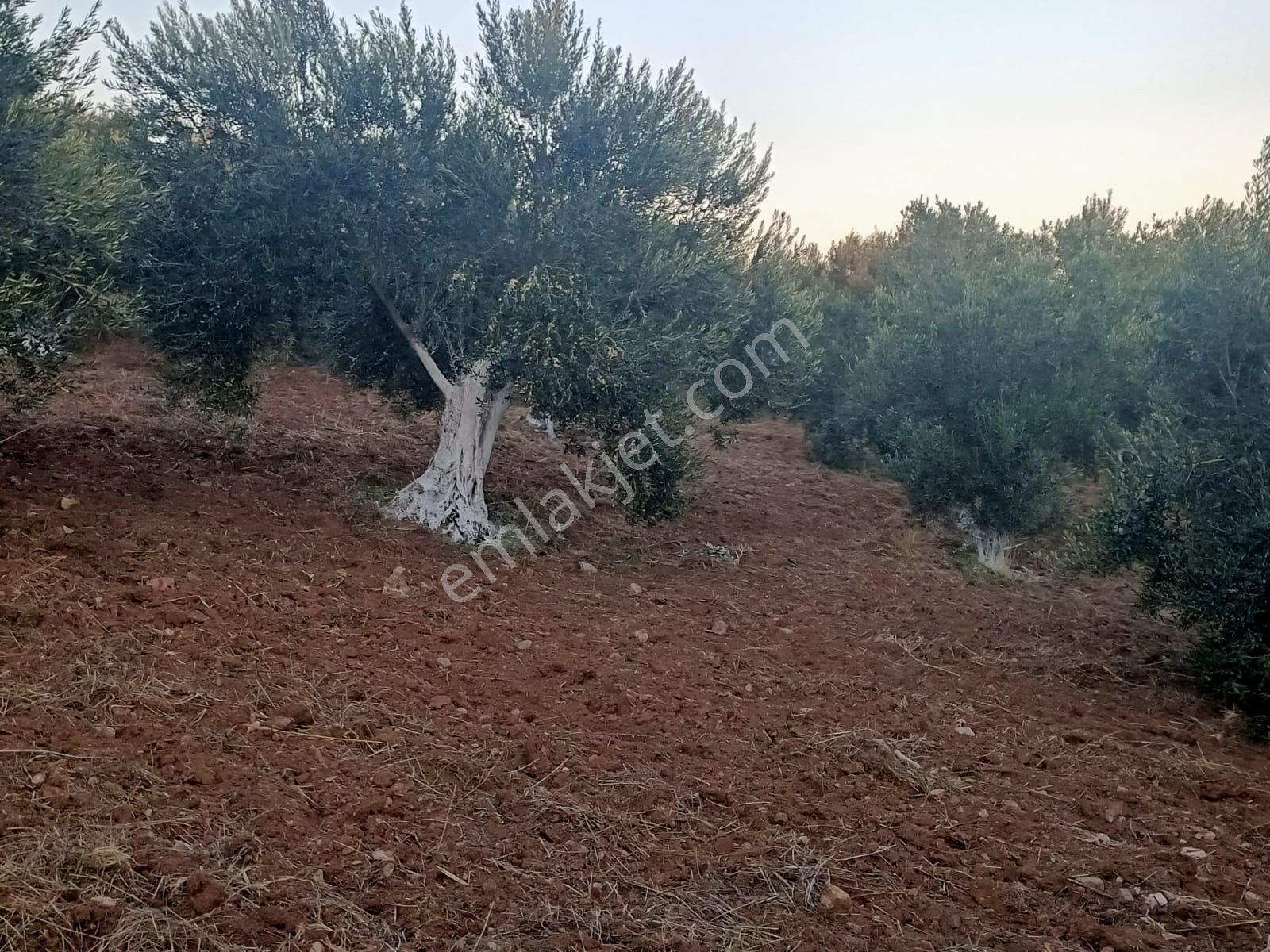 Geyikli Ve Sahile Yakın Çakırınçam Mevkiinde 4.100 M2 Zeytinlik - Görsel 2