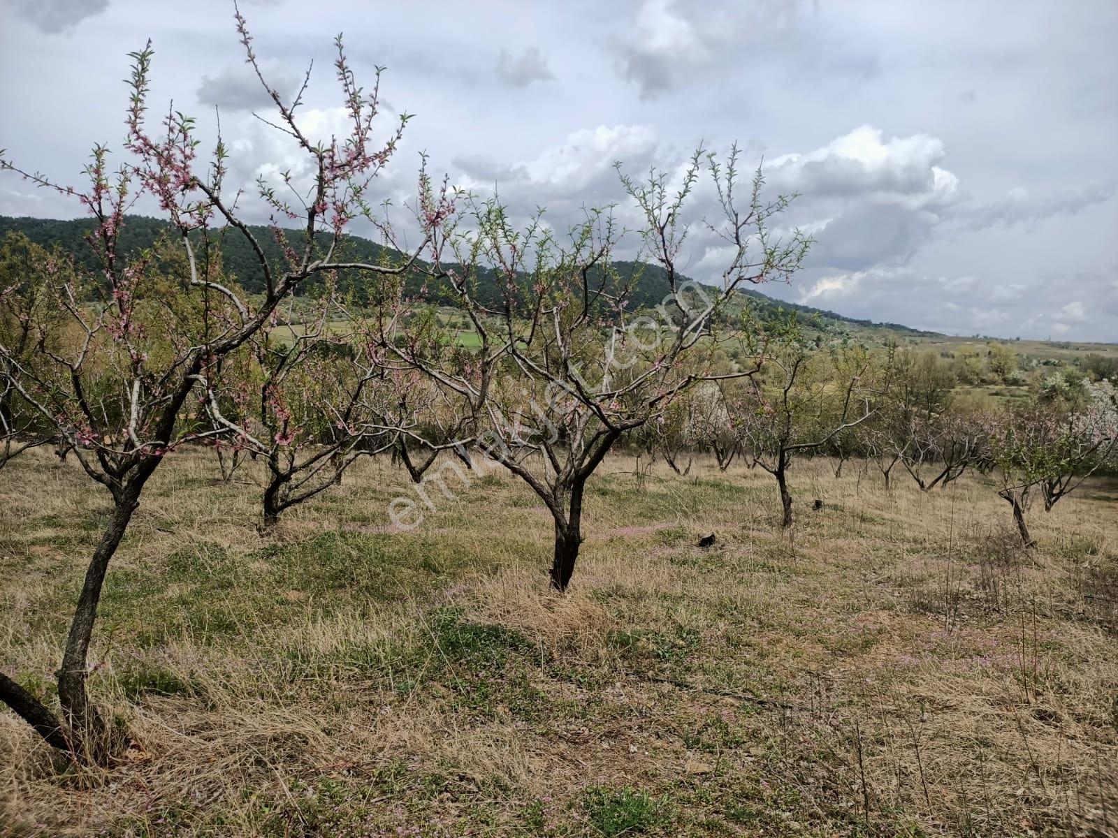 Çınar Gayrimenkulden 2.300 M2 Satılık Meyvelik Bahçe - Görsel 15
