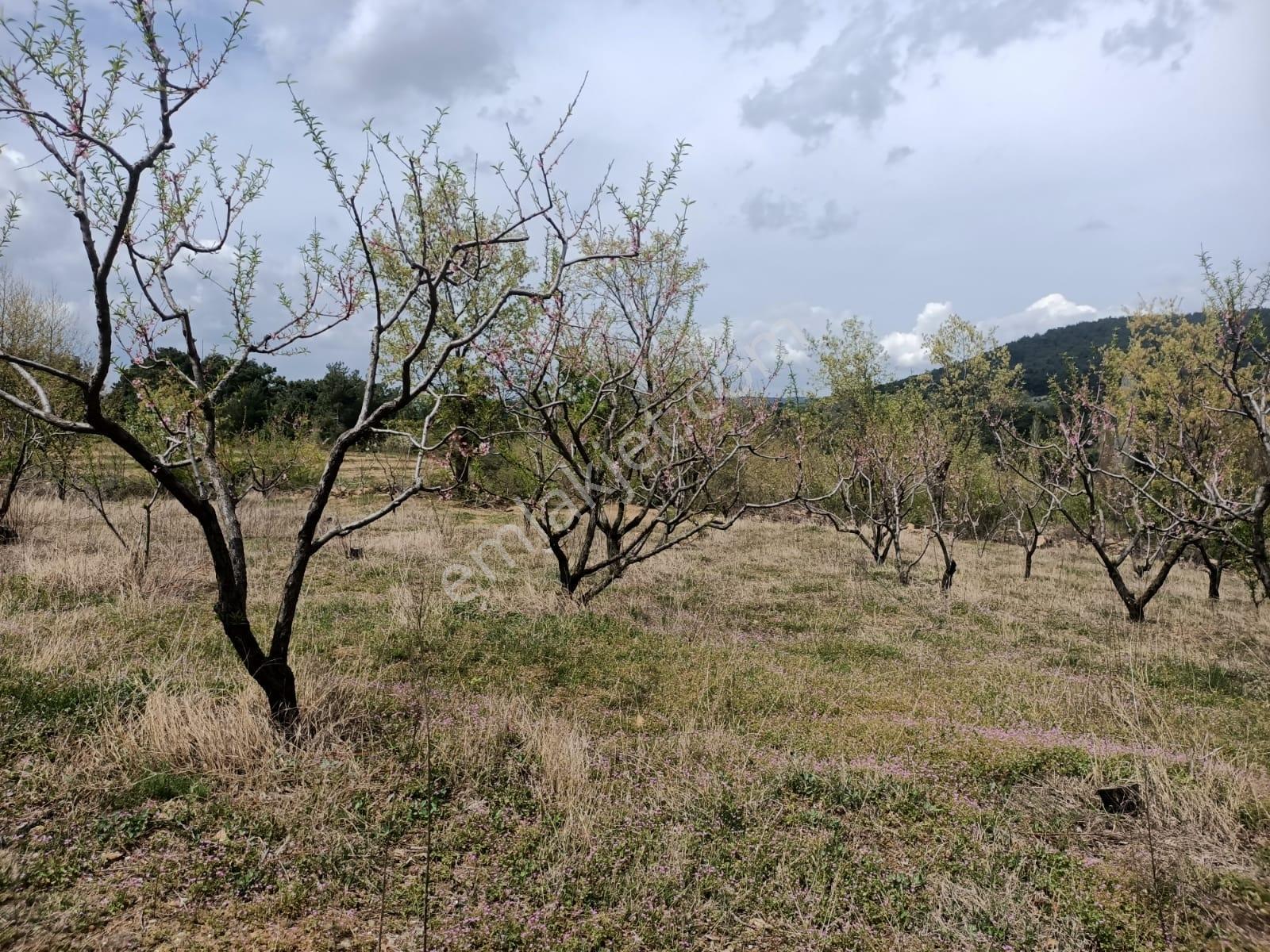 Çınar Gayrimenkulden 2.300 M2 Satılık Meyvelik Bahçe - Görsel 8