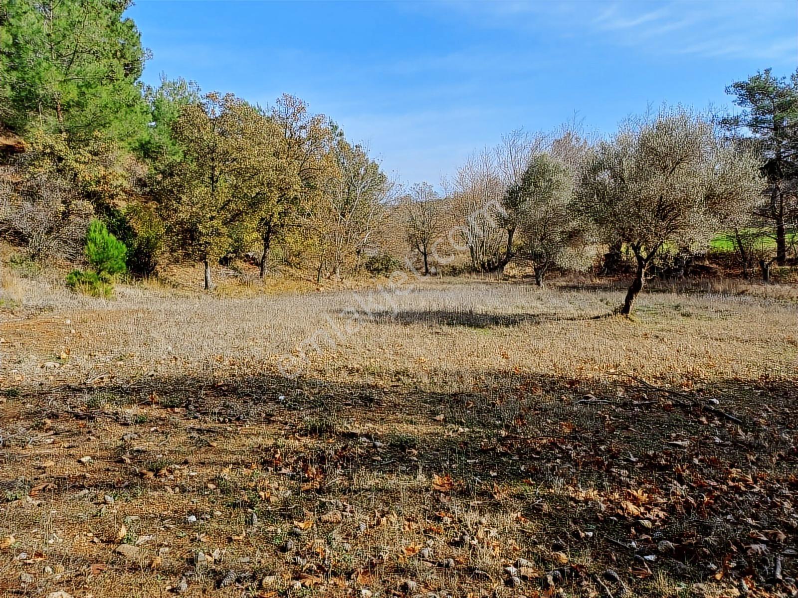 Çınar Gayrimenkulden Palamutobada 1.580 M2 Satılık Arazi - Görsel 4