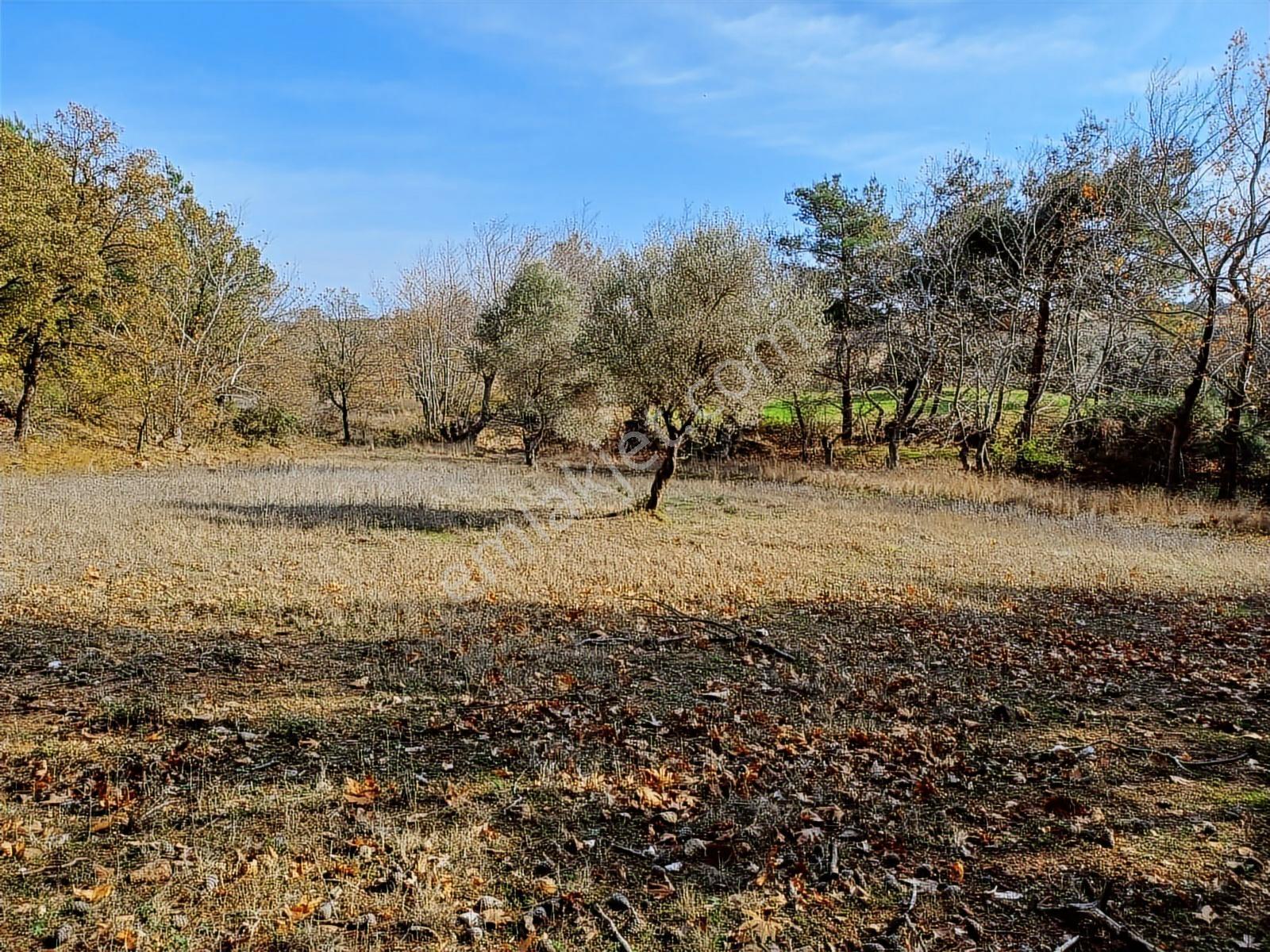 Çınar Gayrimenkulden Palamutobada 1.580 M2 Satılık Arazi - Görsel 24
