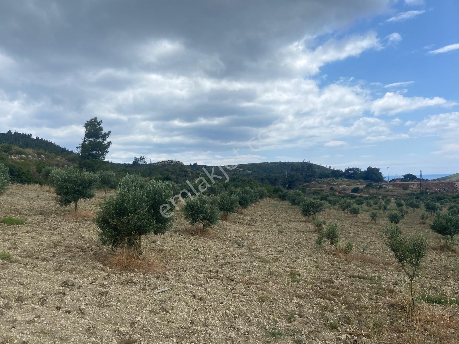 Urla Demircili – 6 Dönüm Deniz Manzaralı Tarla Mahkeme Satışı 5.8m - Görsel 10