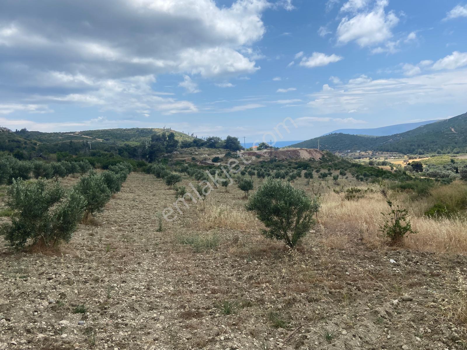 Urla Demircili – 6 Dönüm Deniz Manzaralı Tarla Mahkeme Satışı 5.8m - Görsel 9