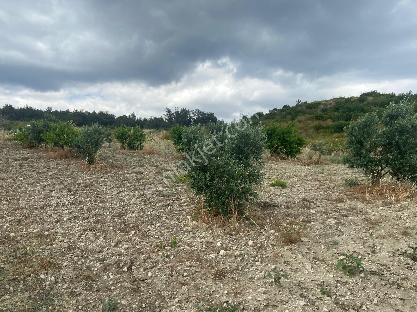 Urla Demircili – 6 Dönüm Deniz Manzaralı Tarla Mahkeme Satışı 5.8m - Görsel 16
