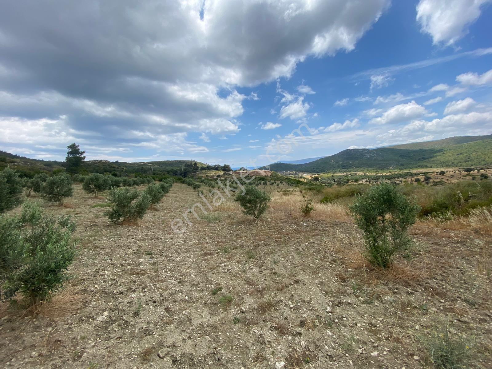 Urla Demircili – 6 Dönüm Deniz Manzaralı Tarla Mahkeme Satışı 5.8m - Görsel 14