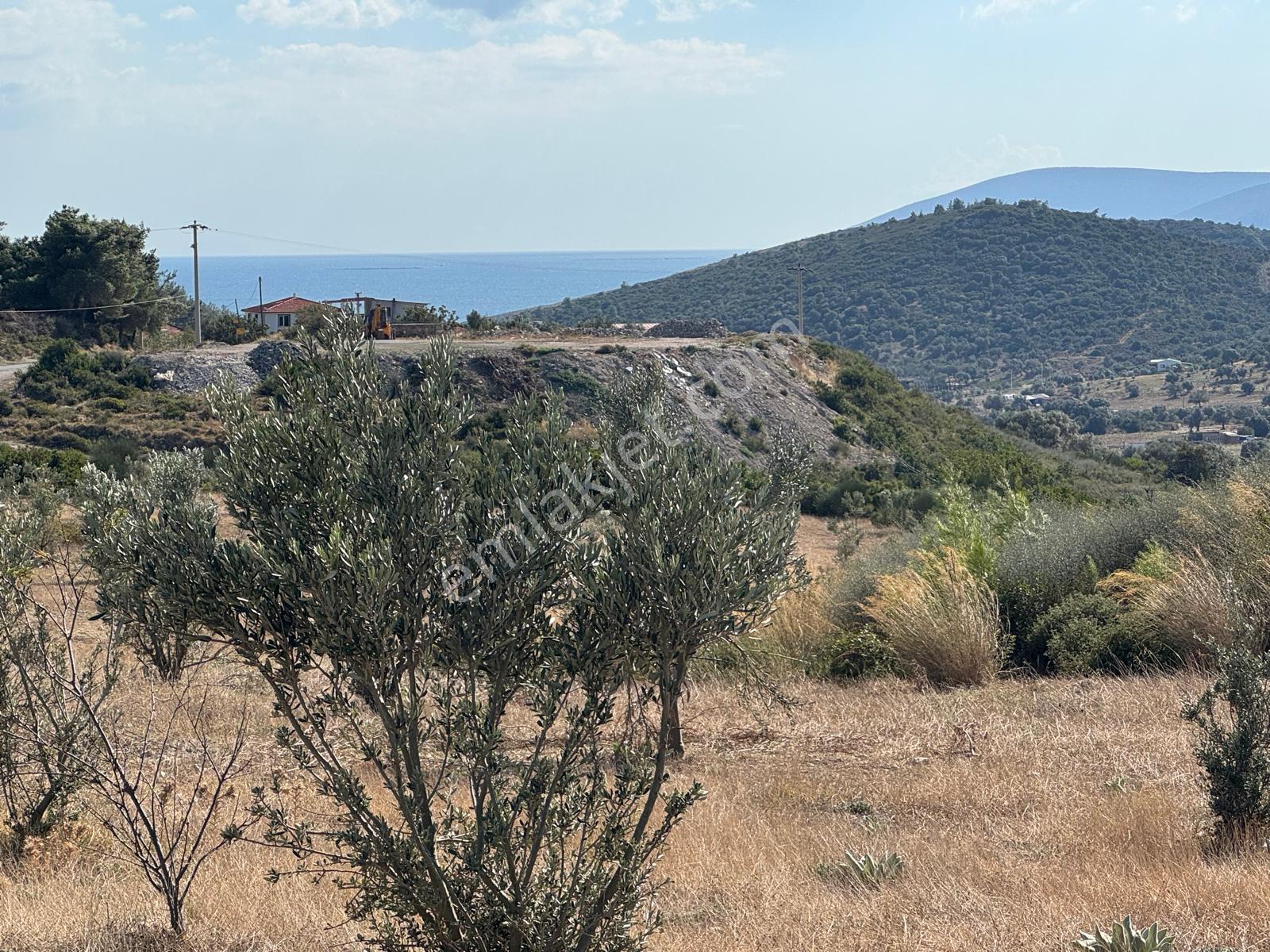 Urla Demircili – 6 Dönüm Deniz Manzaralı Tarla Mahkeme Satışı 5.8m - Görsel 2