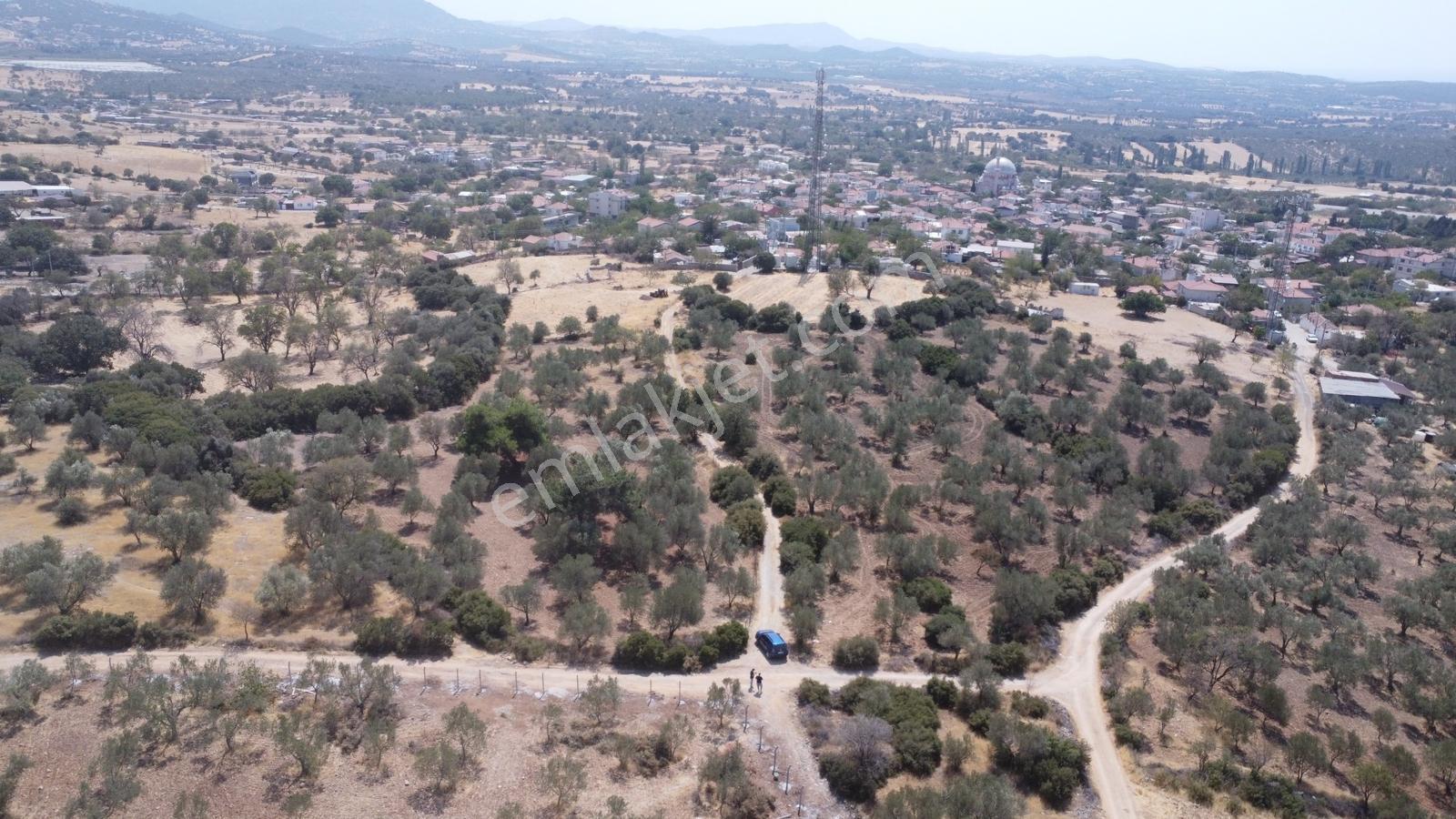 Çanakkale,ezine.gökçebayır Köyünde Satılık Zeytinlik - Görsel 16