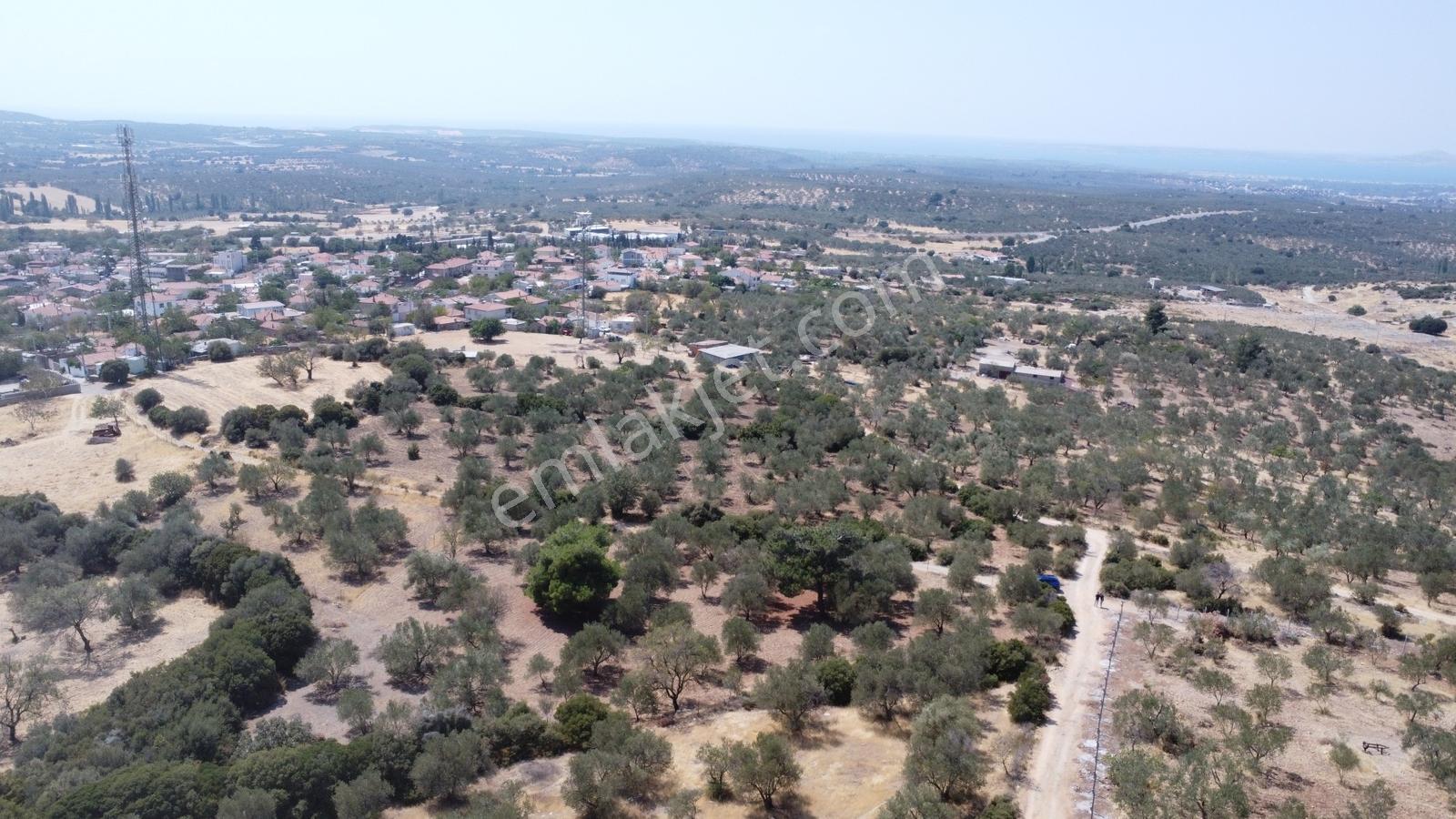 Çanakkale,ezine.gökçebayır Köyünde Satılık Zeytinlik - Görsel 25