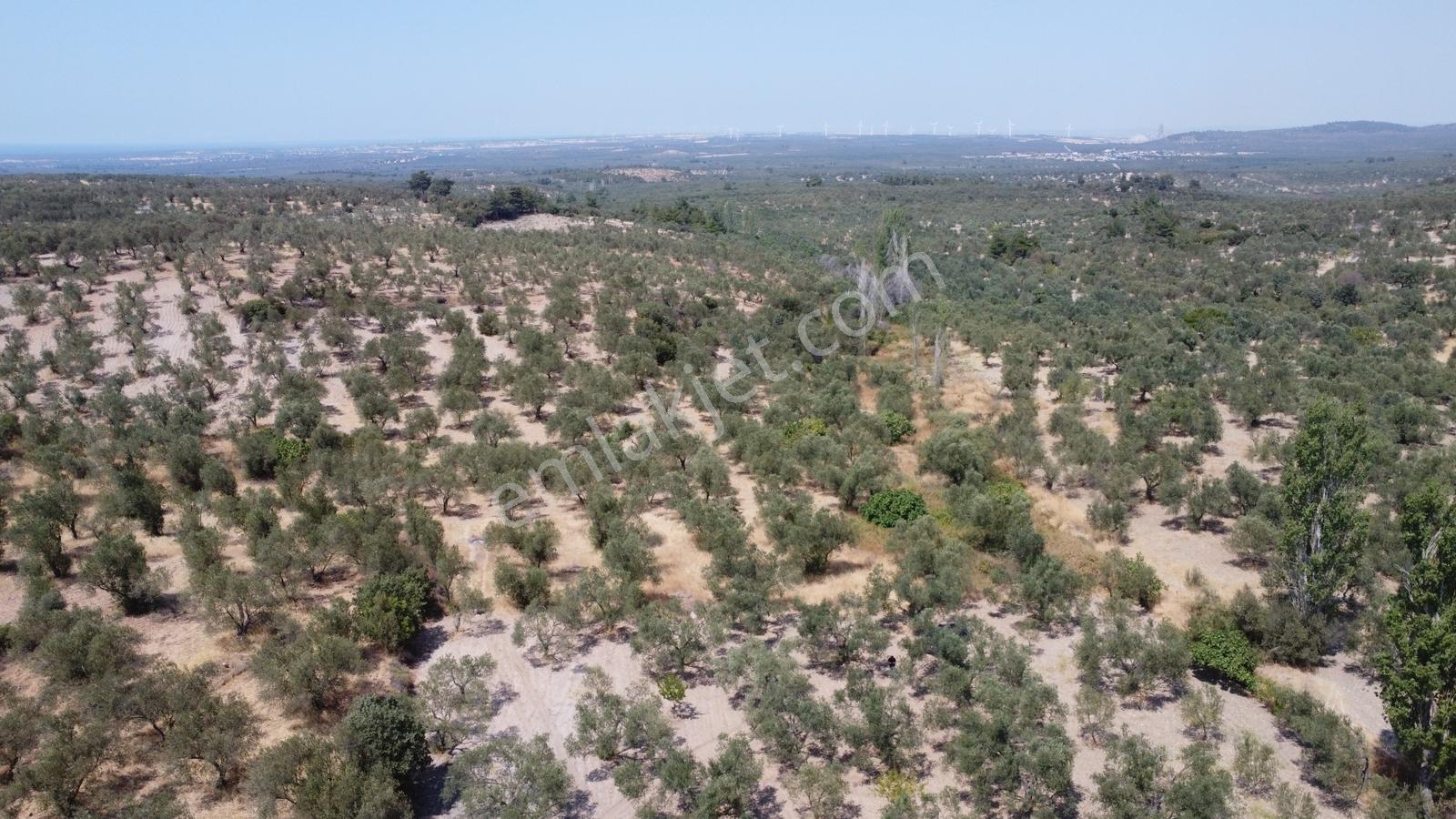 Çanakkale,ezine.gökçebayır Köyünde Satılık Zeytinlik - Görsel 20