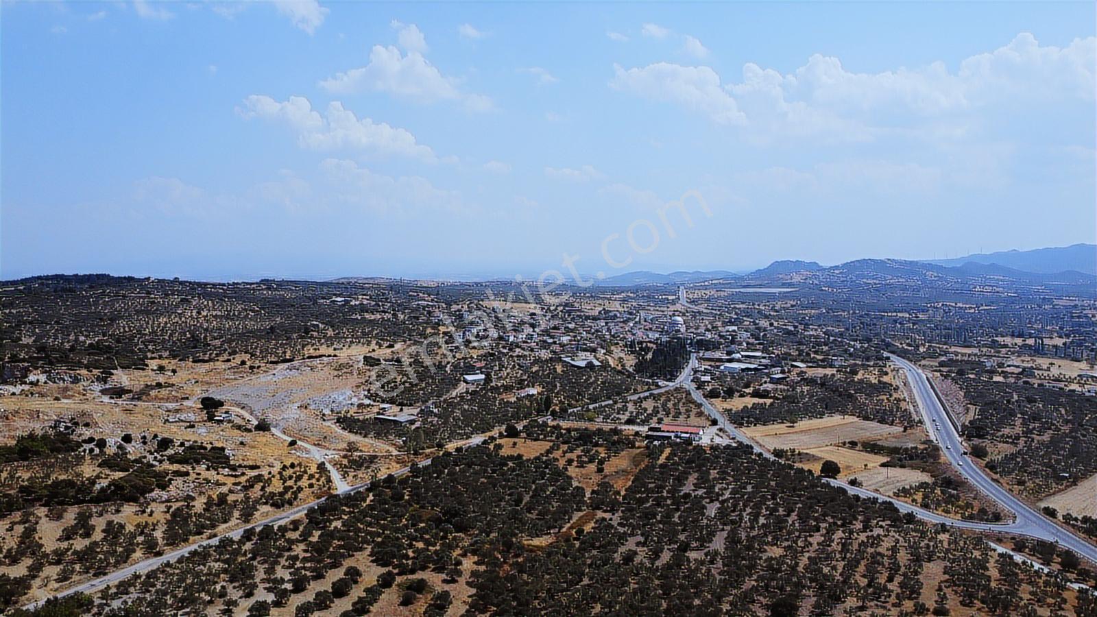 Çanakkale,ezine.gökçebayır Köyünde Satılık Zeytinlik - Görsel 31